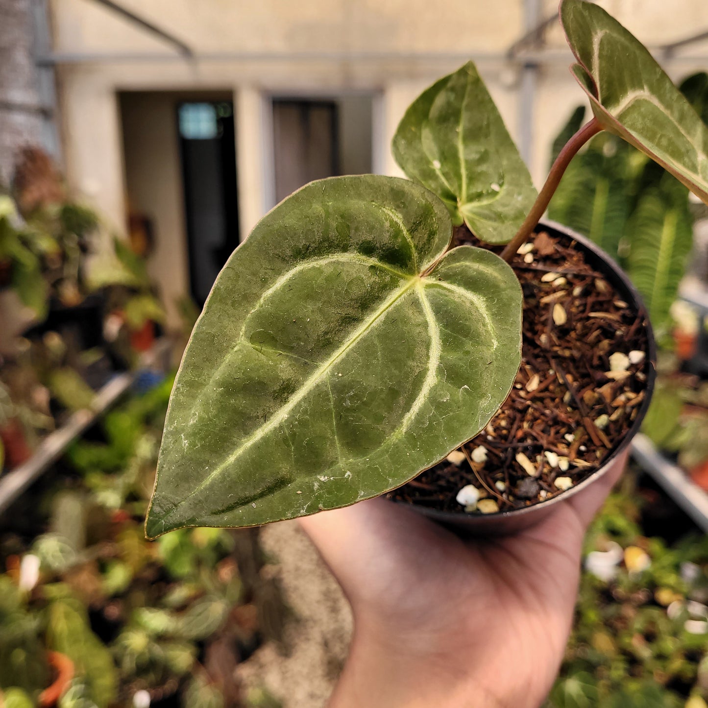 Anthurium Papillilaminum x Red Crystal Michelle — photo 3