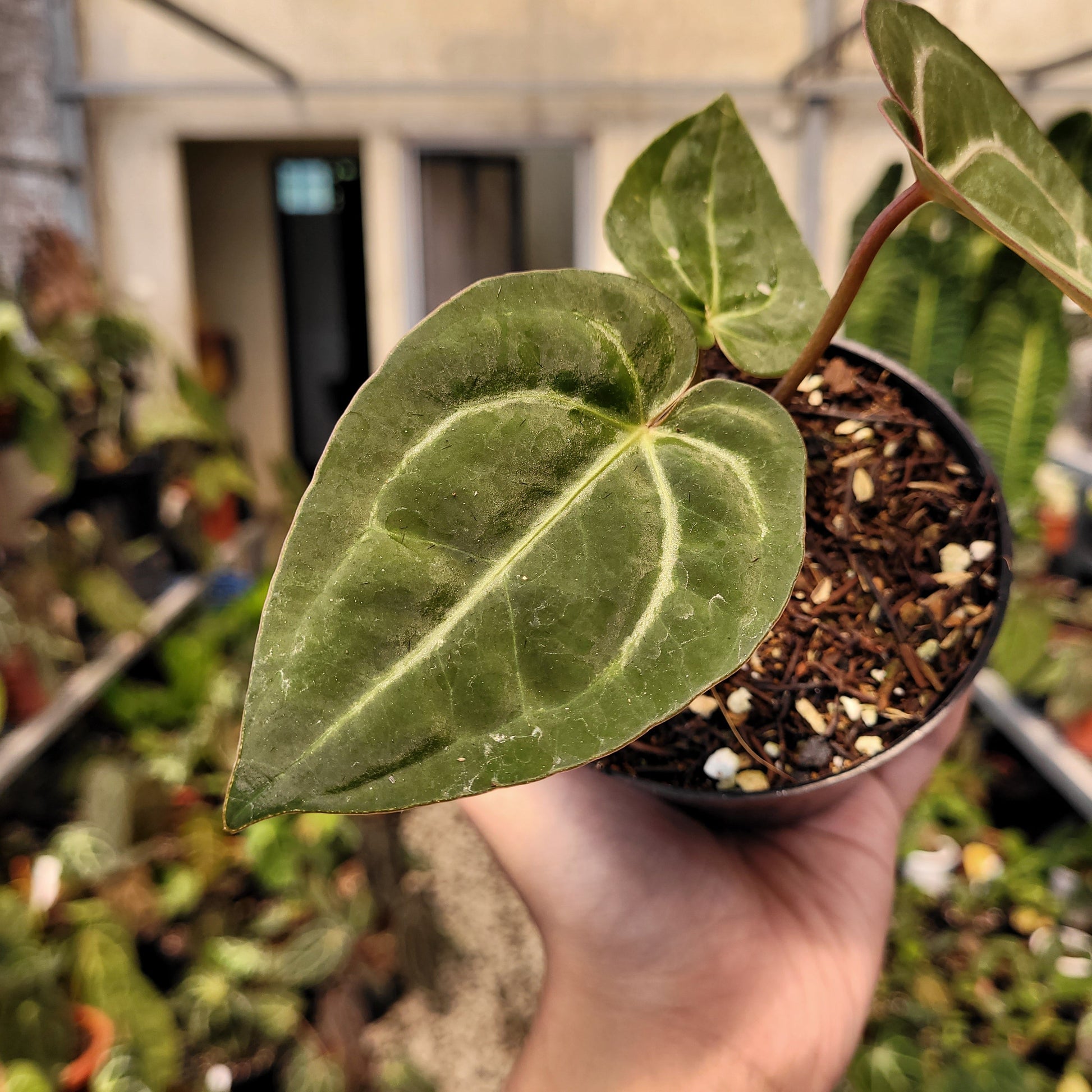 Anthurium Papillilaminum x Red Crystal Michelle — photo 3