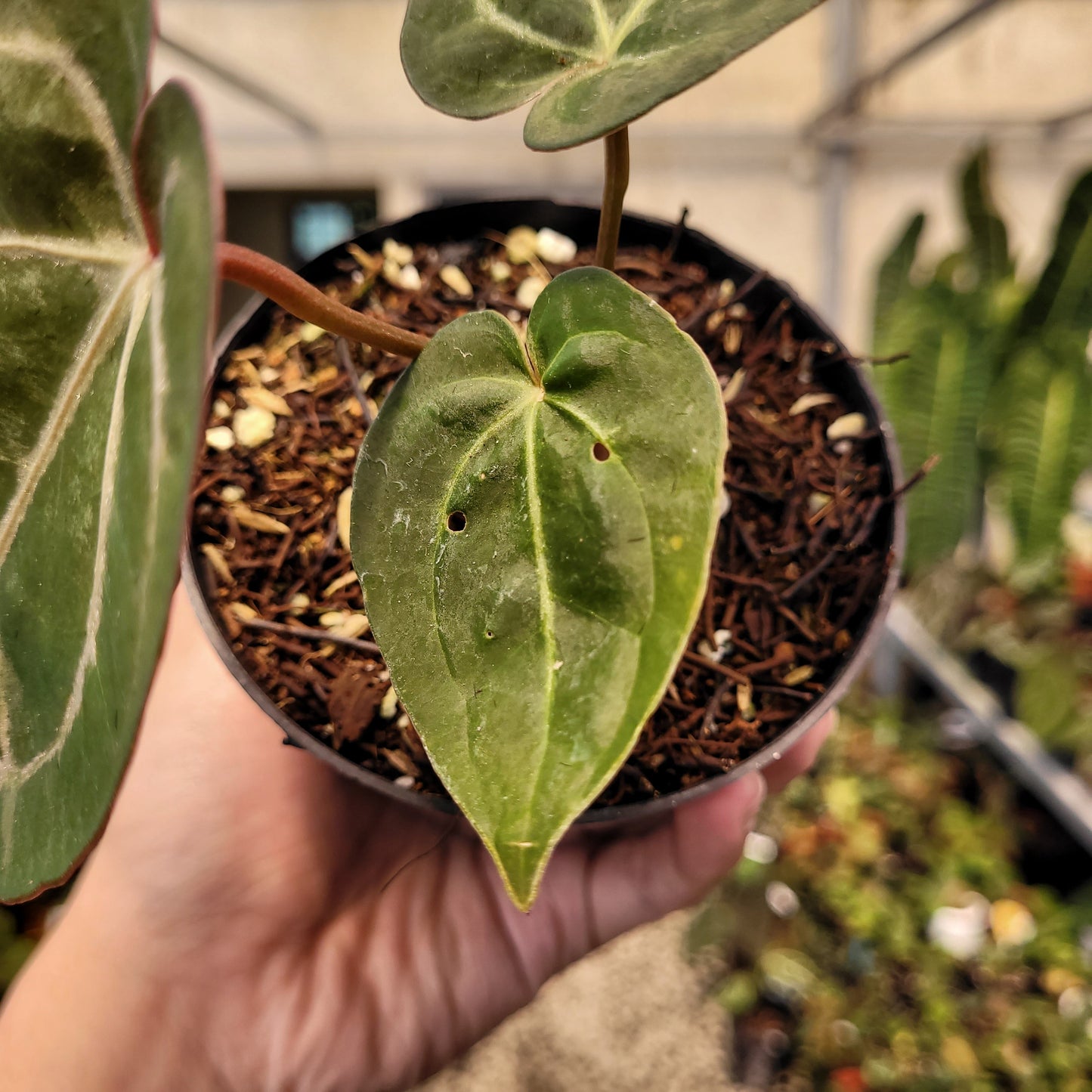 Anthurium Papillilaminum x Red Crystal Michelle — photo 4