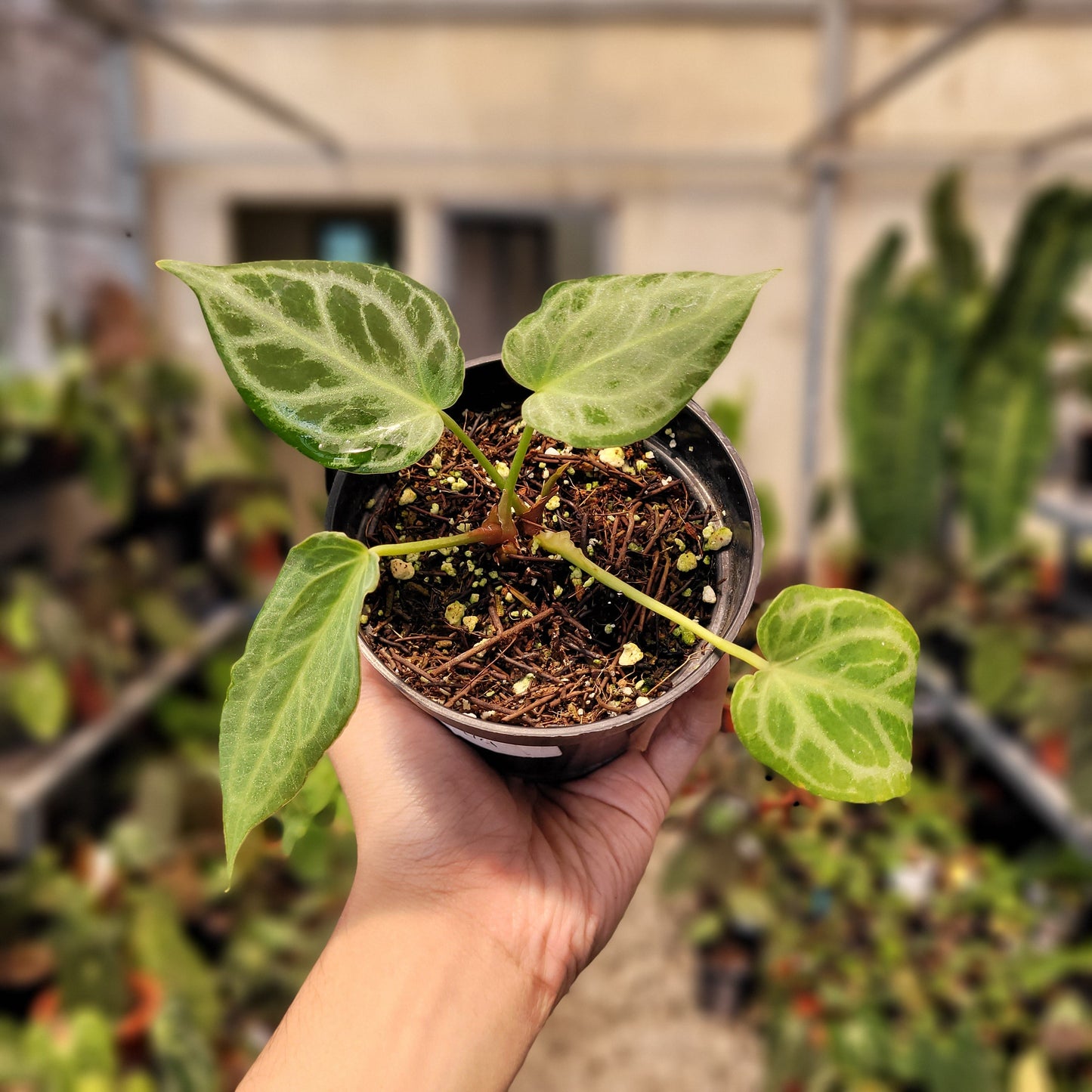 Anthurium Silver Tiger Seedling — rare Indonesian plant