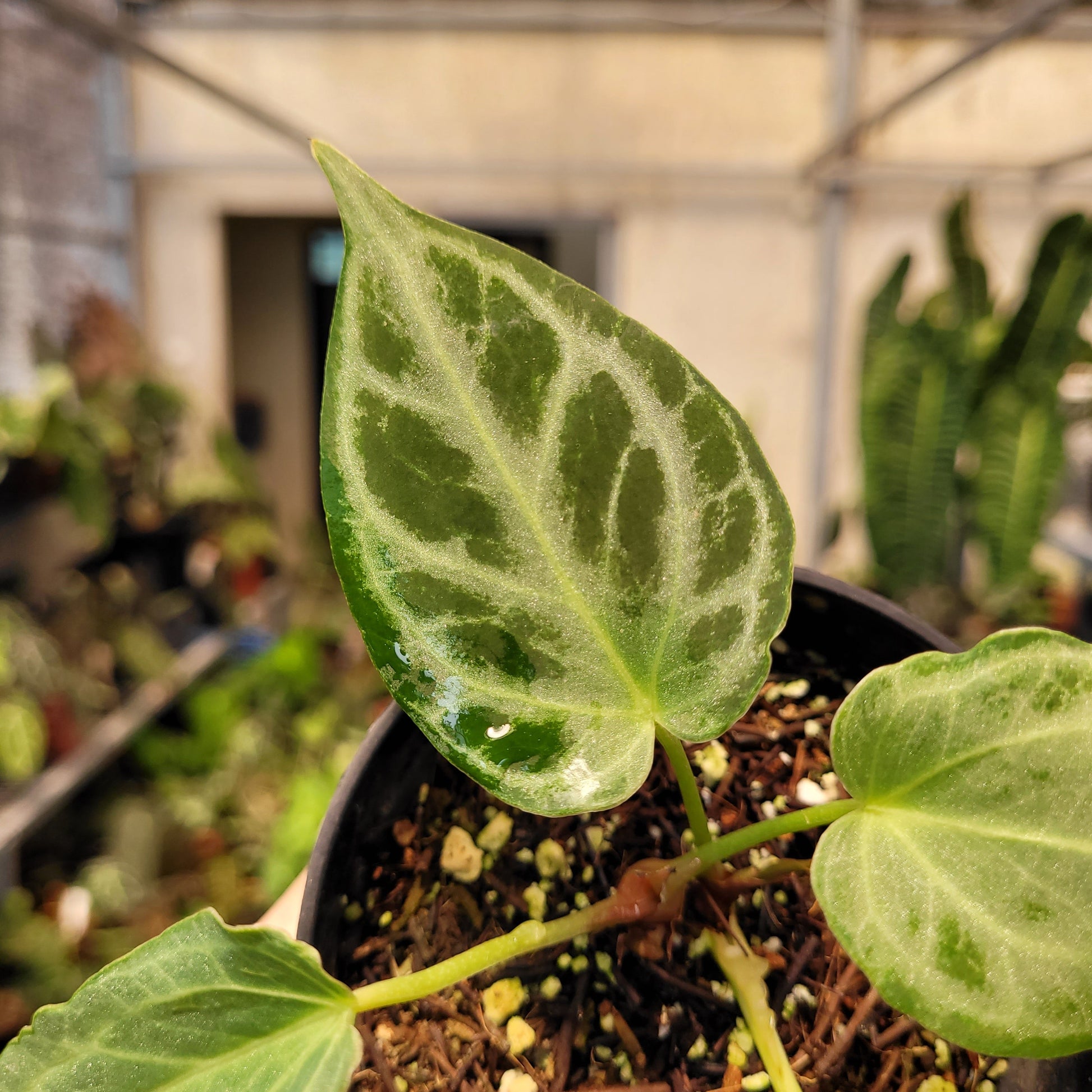 Anthurium Silver Tiger Seedling — photo 2