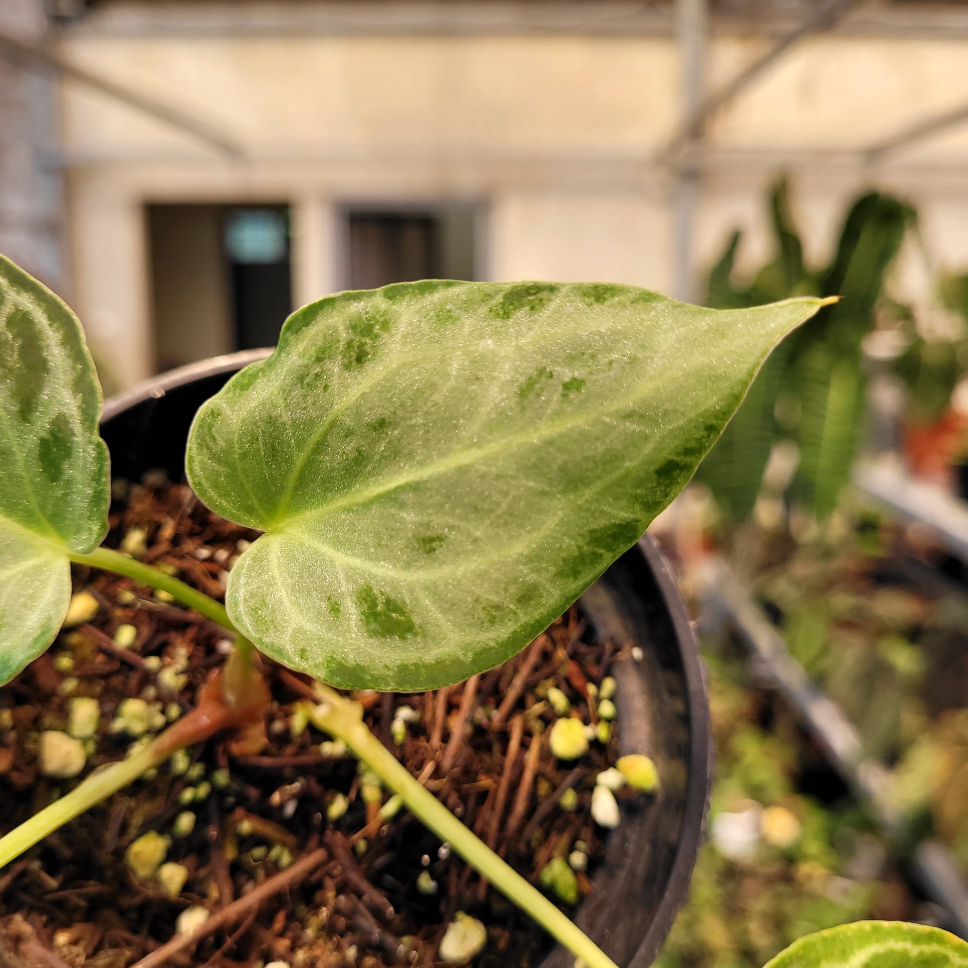 Anthurium Silver Tiger Seedling — photo 3