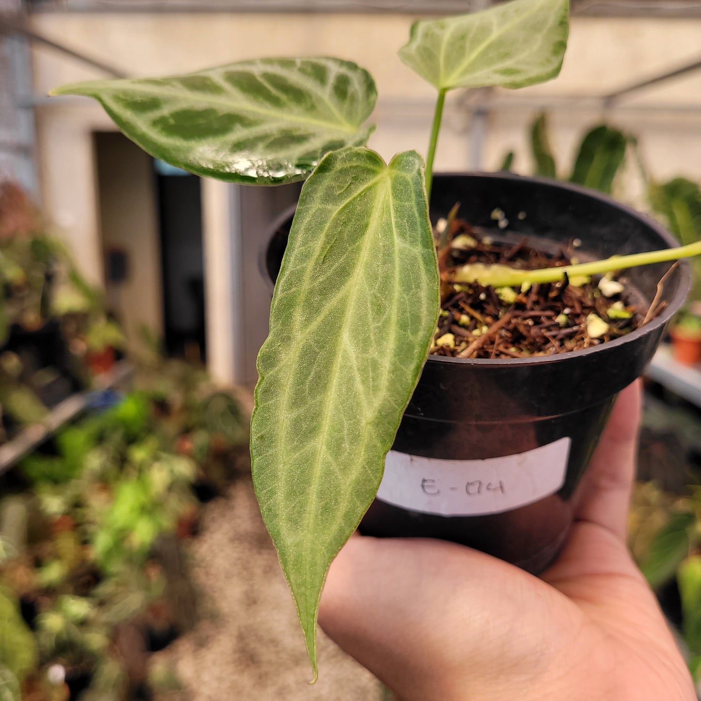 Anthurium Silver Tiger Seedling — photo 4
