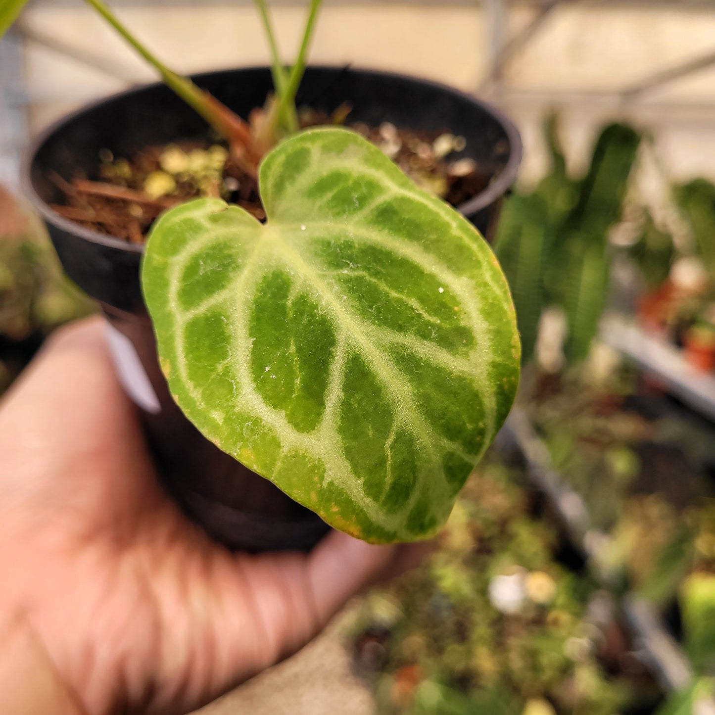 Anthurium Silver Tiger Seedling — photo 5