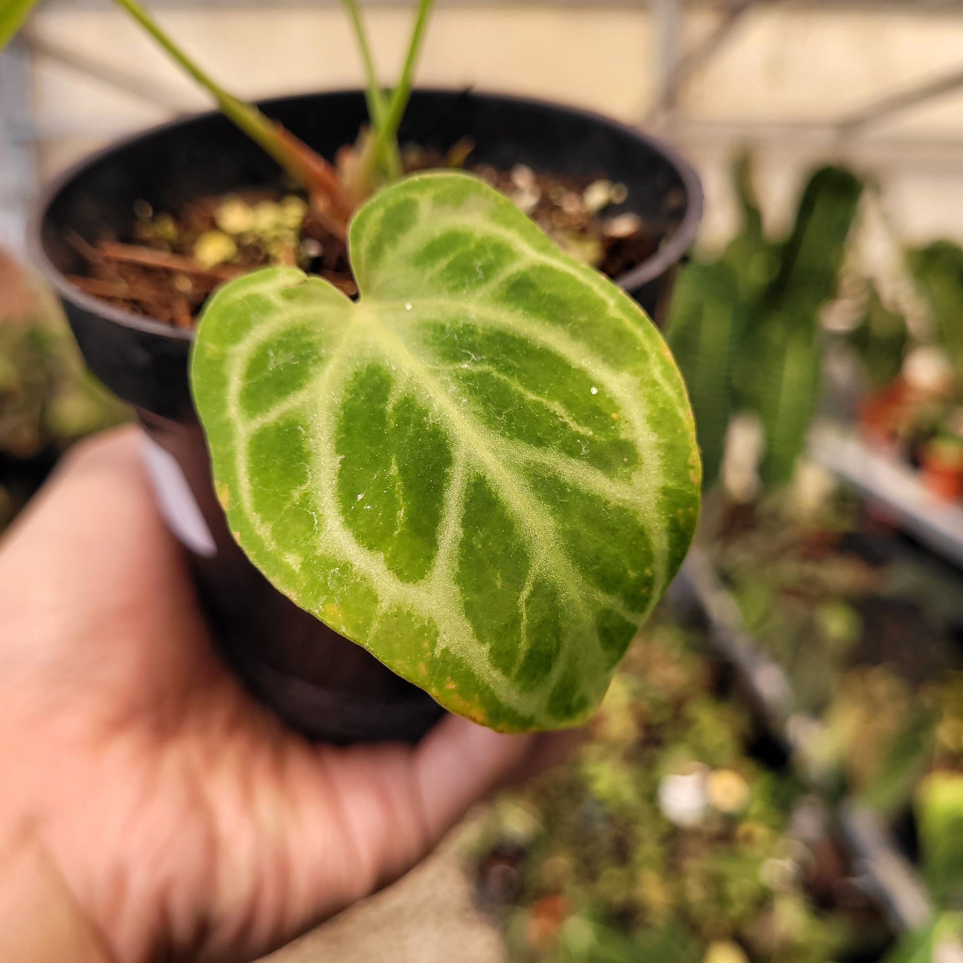 Anthurium Silver Tiger Seedling — photo 5