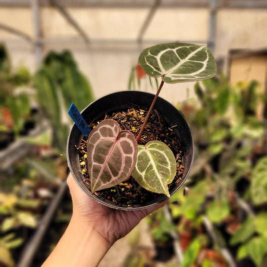 Anthurium Red Crystal Michelle — rare Indonesian plant