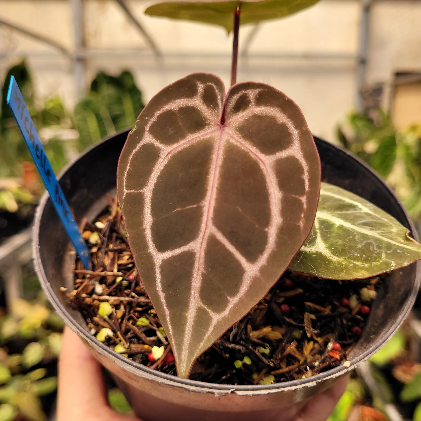 Anthurium Red Crystal Michelle — photo 2