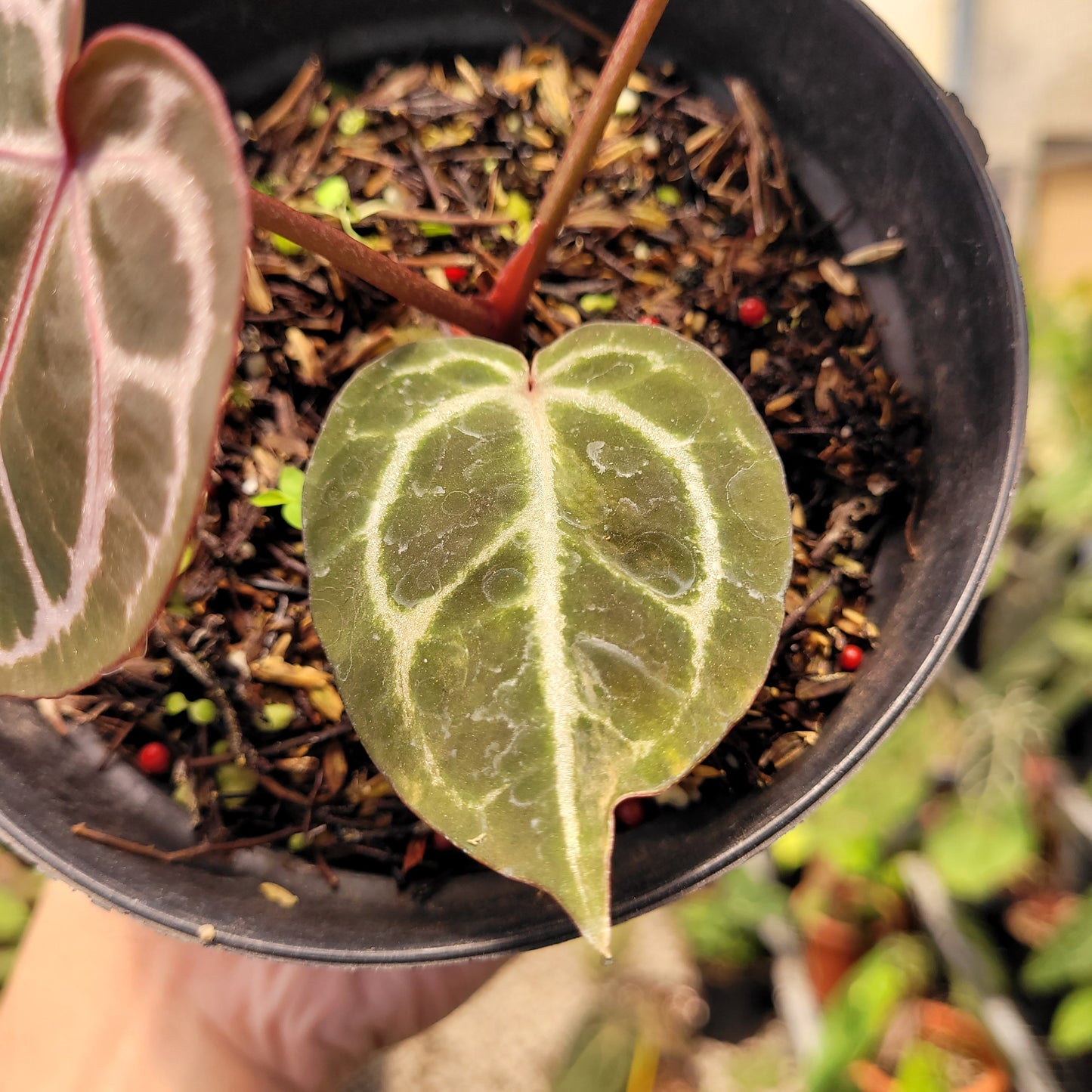 Anthurium Red Crystal Michelle — photo 4