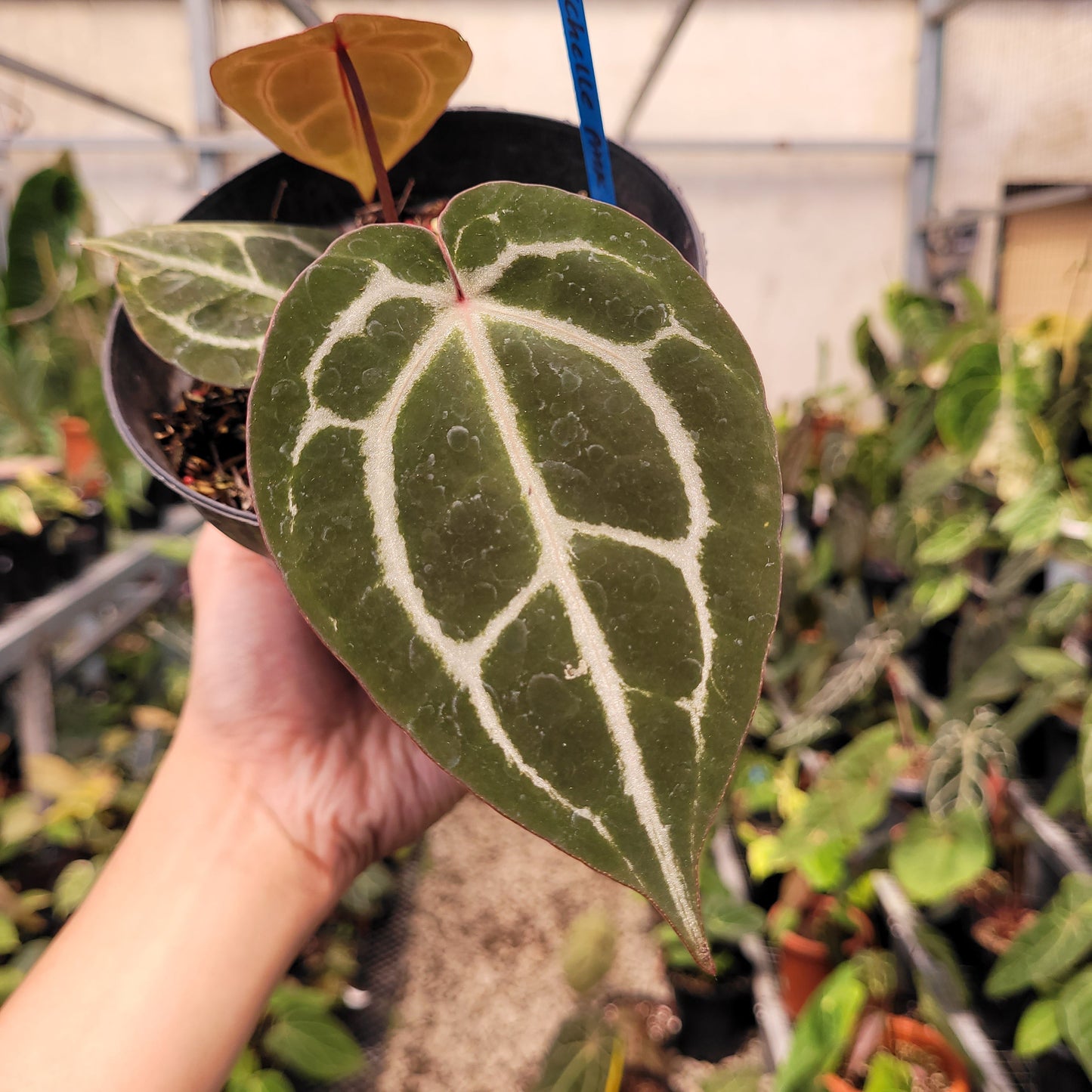 Anthurium Red Crystal Michelle — photo 3