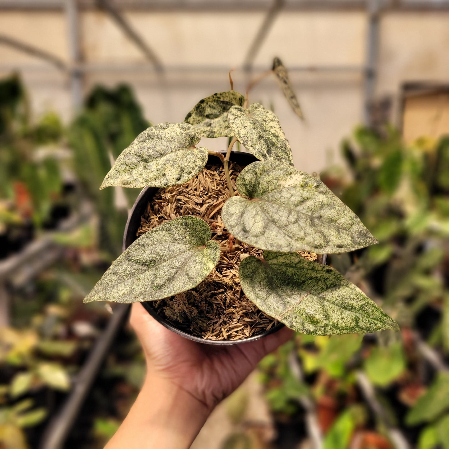 Piper Variegated — rare Indonesian plant
