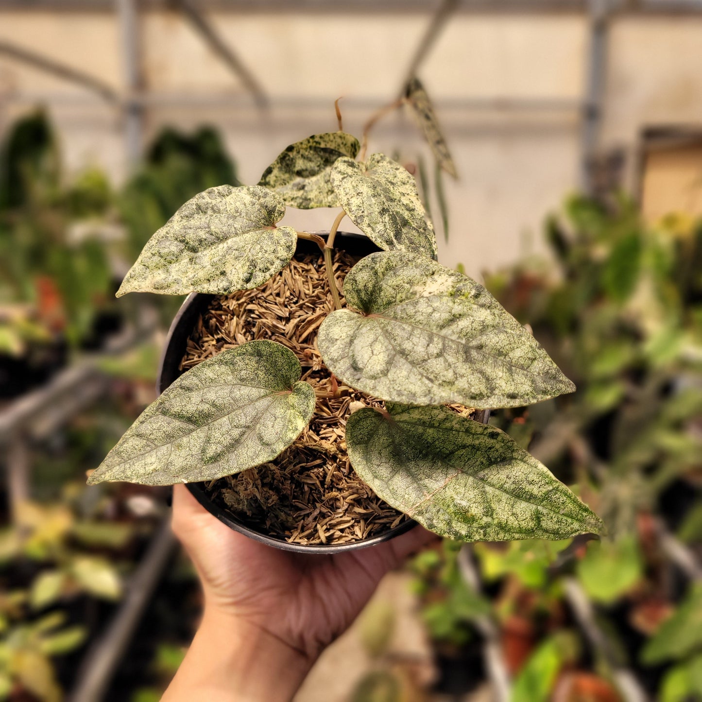 Piper Variegated — photo 6