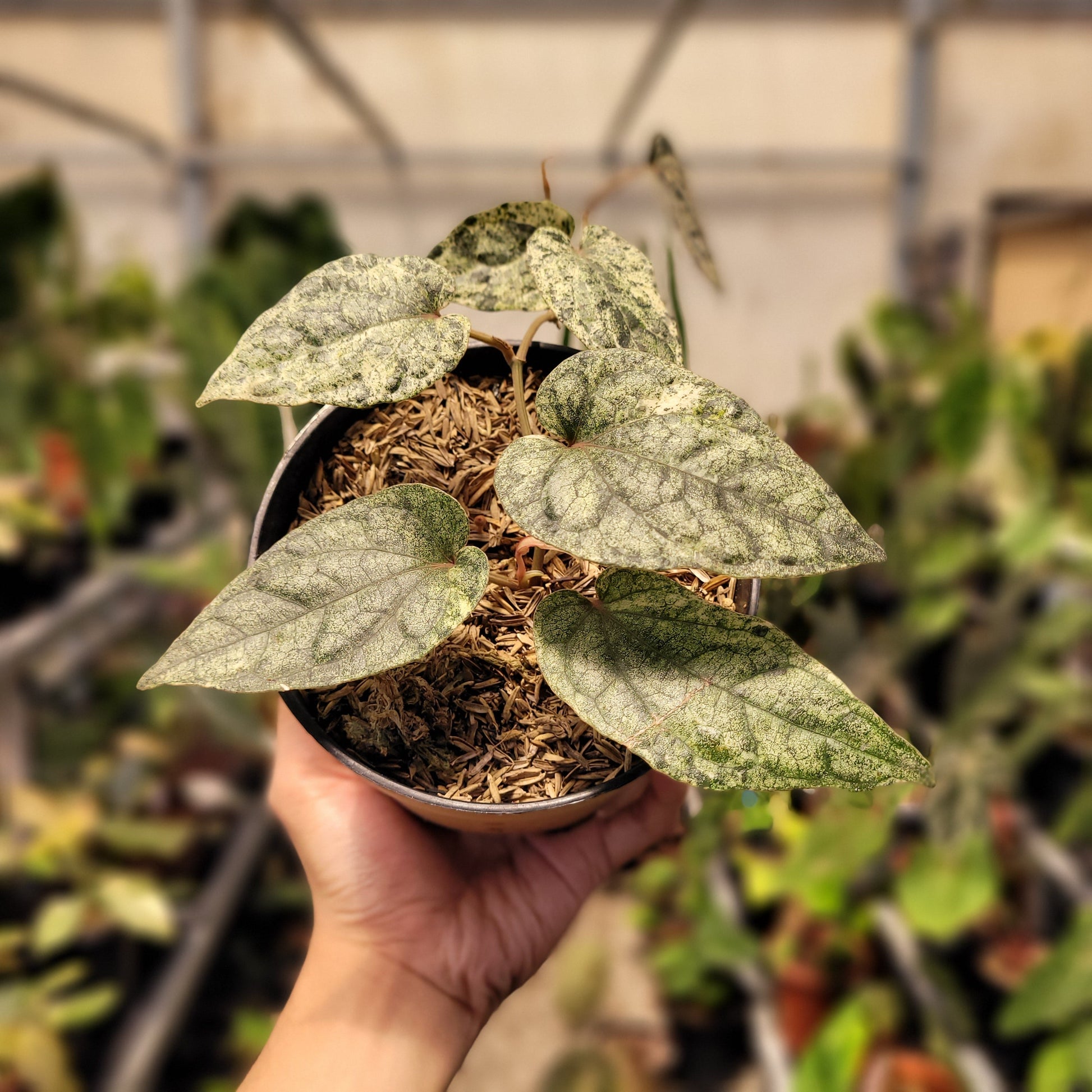 Piper Variegated — photo 5