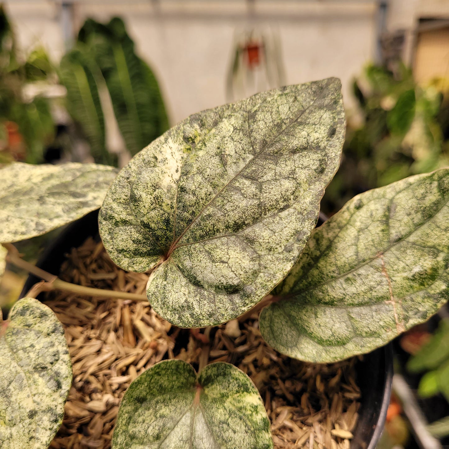 Piper Variegated — photo 2