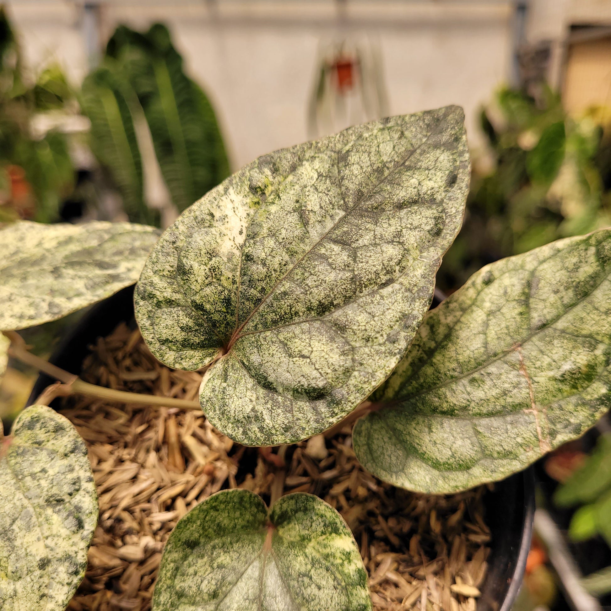 Piper Variegated — photo 2