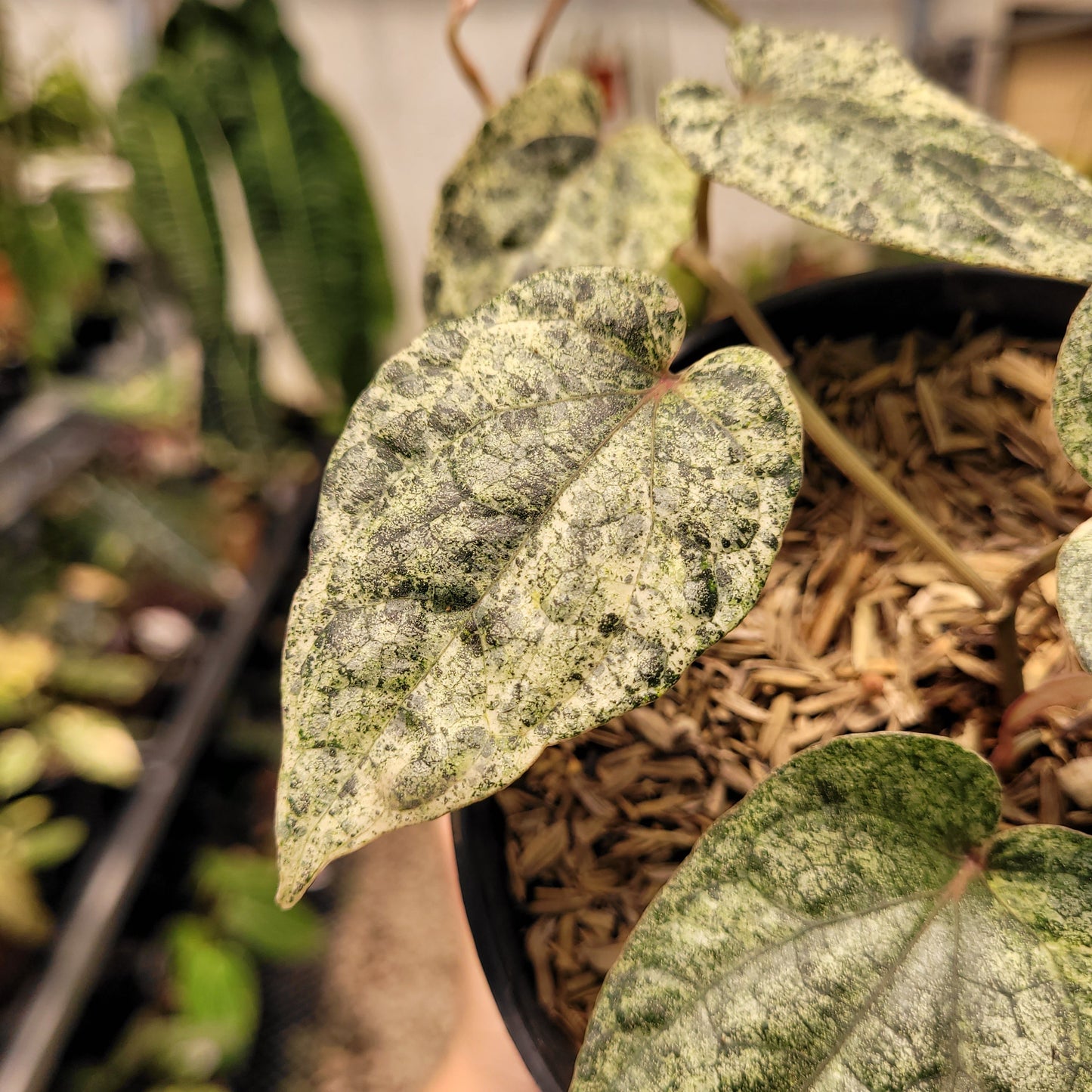 Piper Variegated — photo 3