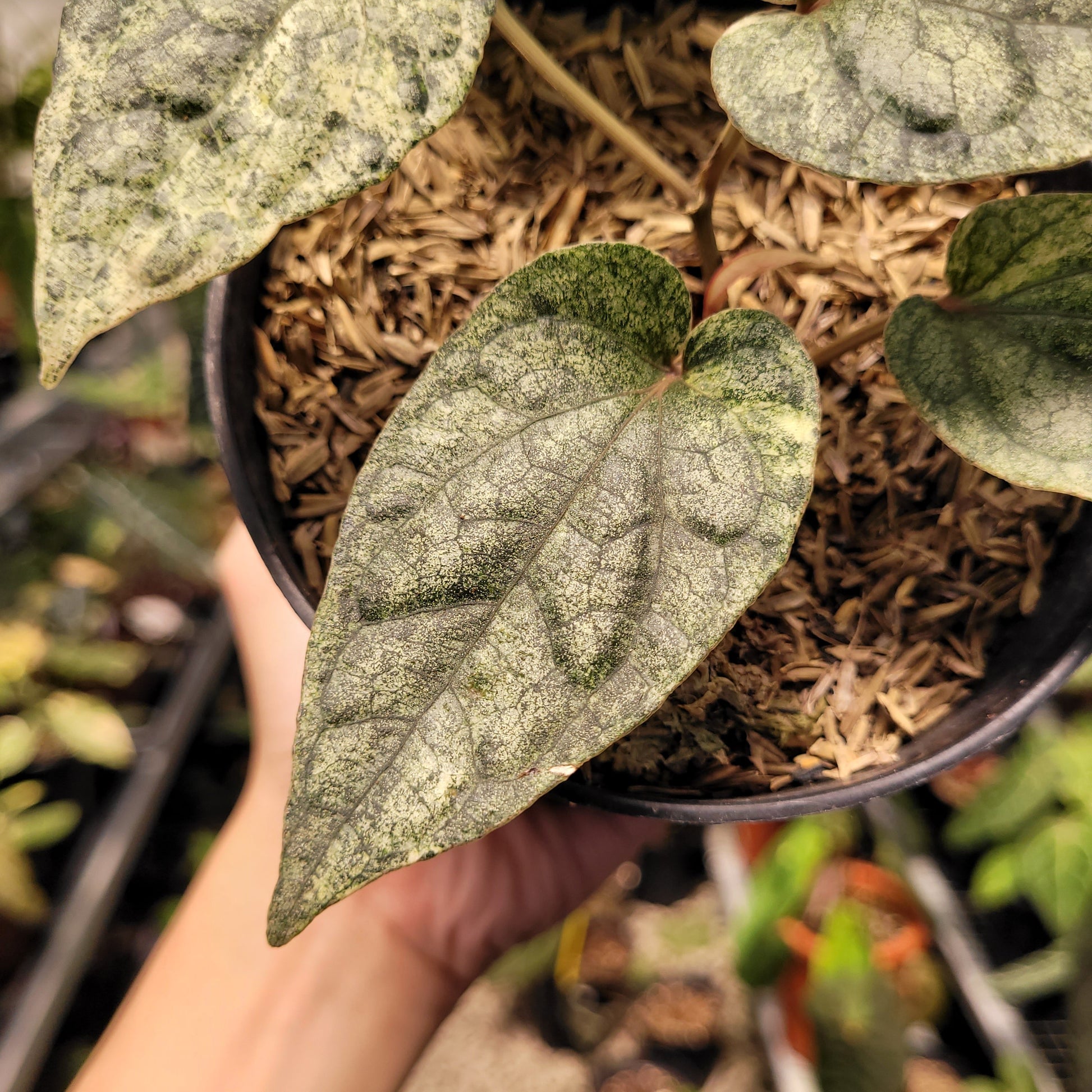 Piper Variegated — photo 4