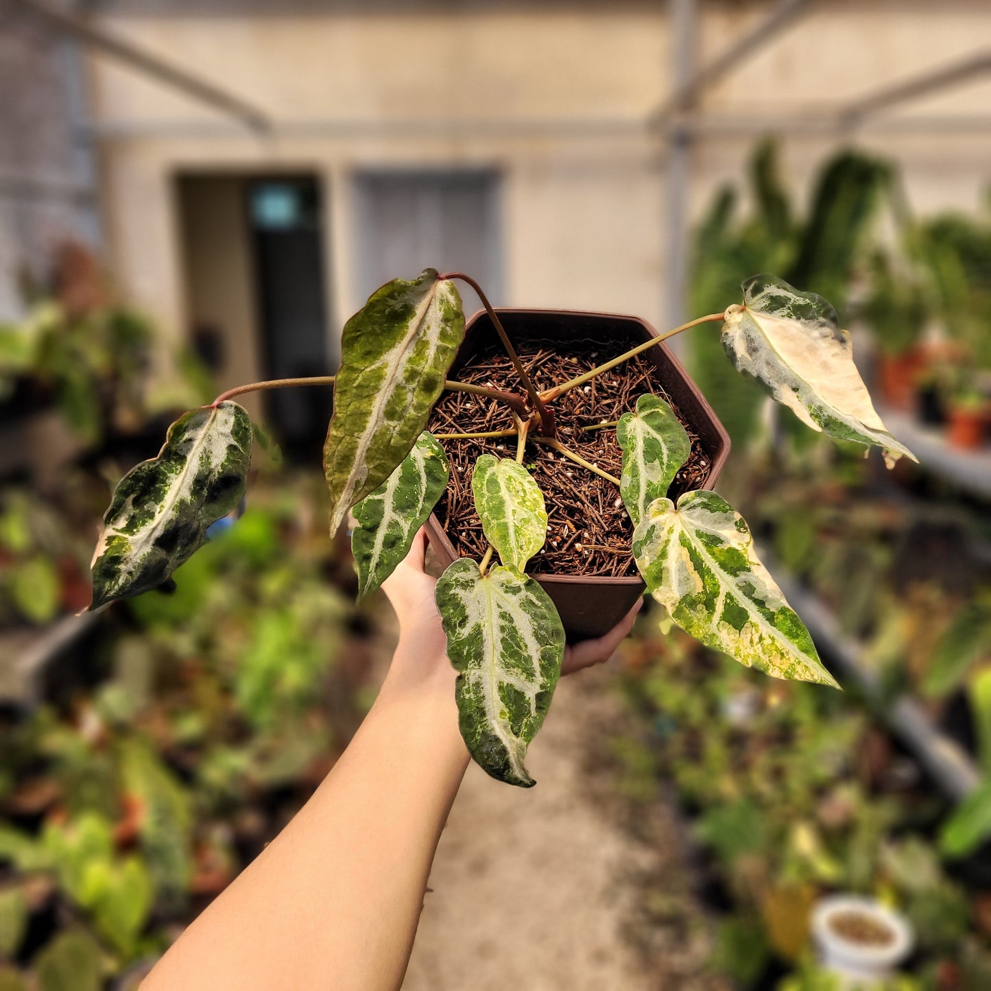 Anthurium Red Crystal Venom Variegated — rare Indonesian plant