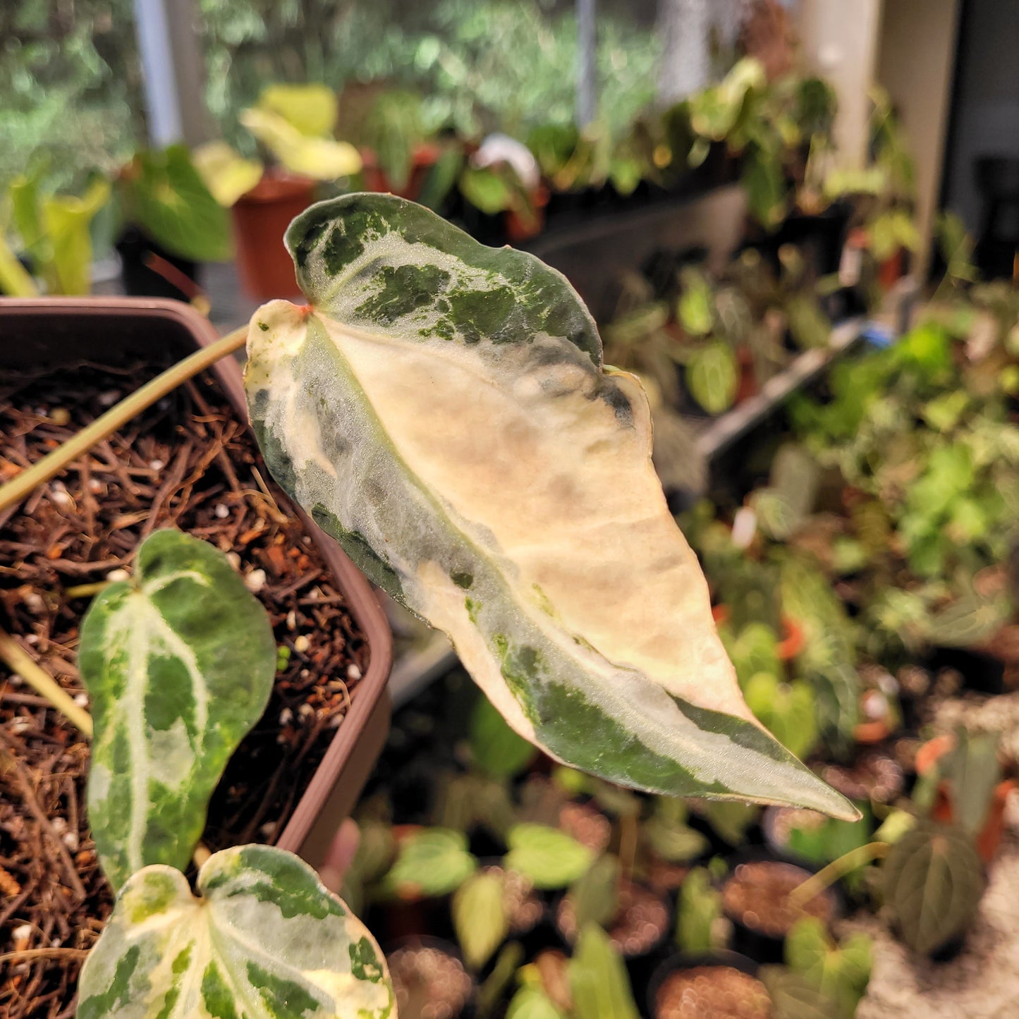 Anthurium Red Crystal Venom Variegated — photo 2