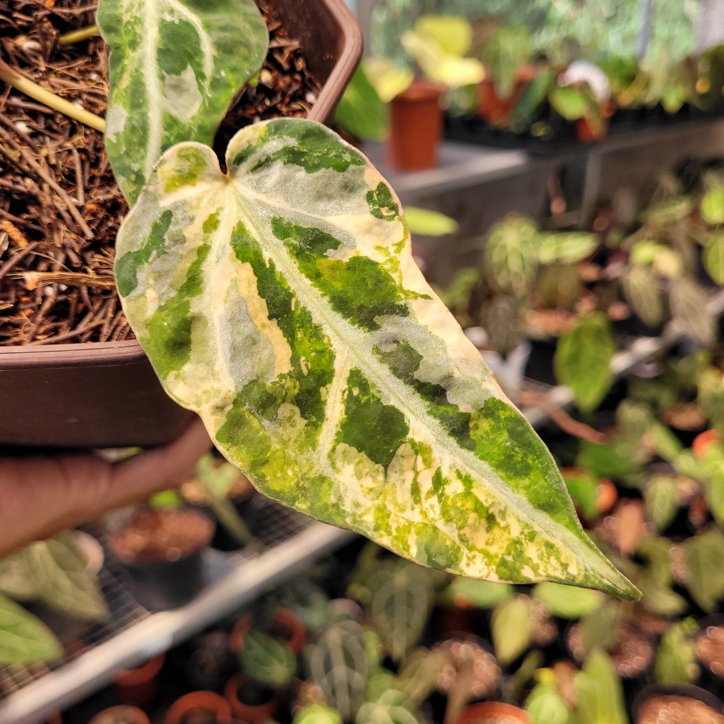 Anthurium Red Crystal Venom Variegated — photo 3