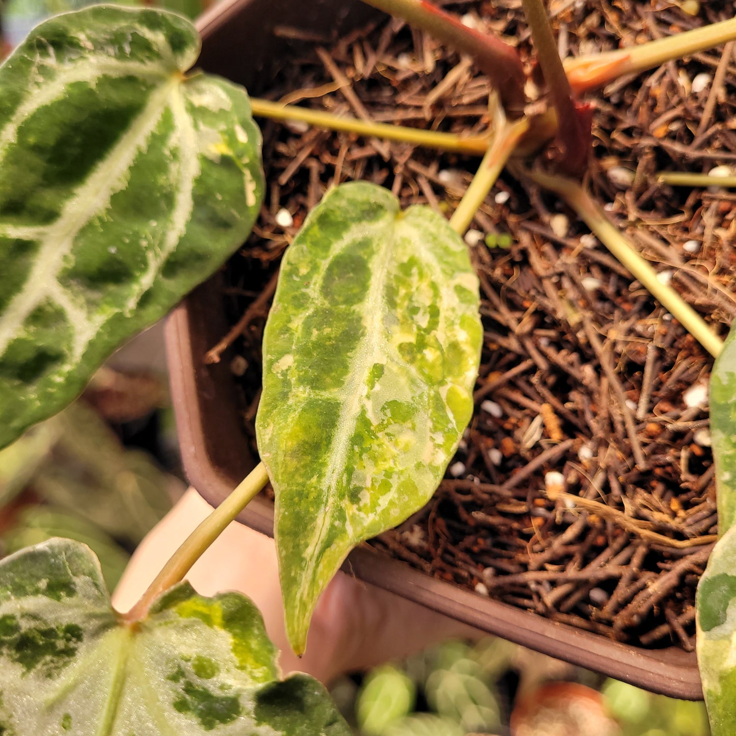 Anthurium Red Crystal Venom Variegated — photo 4