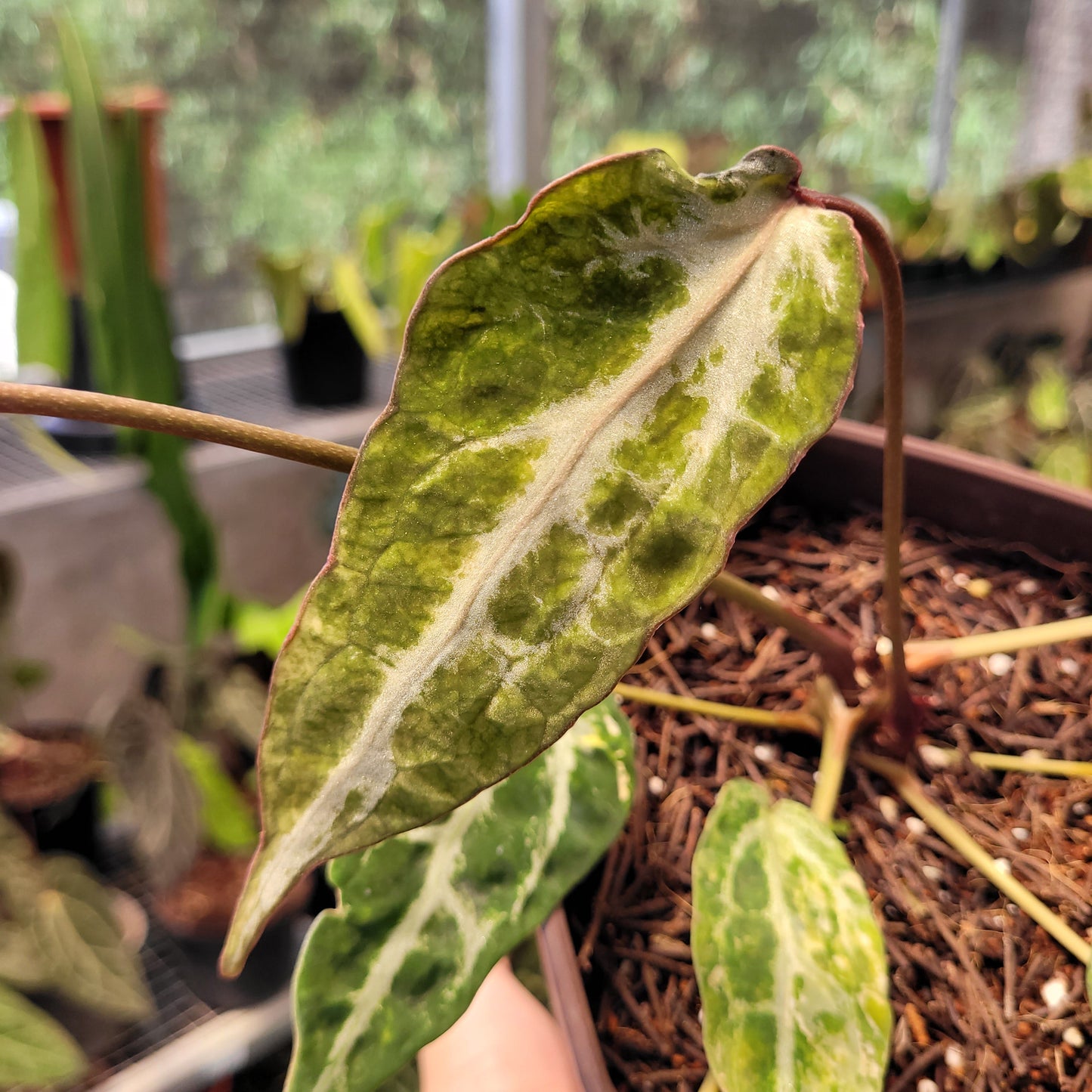 Anthurium Red Crystal Venom Variegated — photo 5
