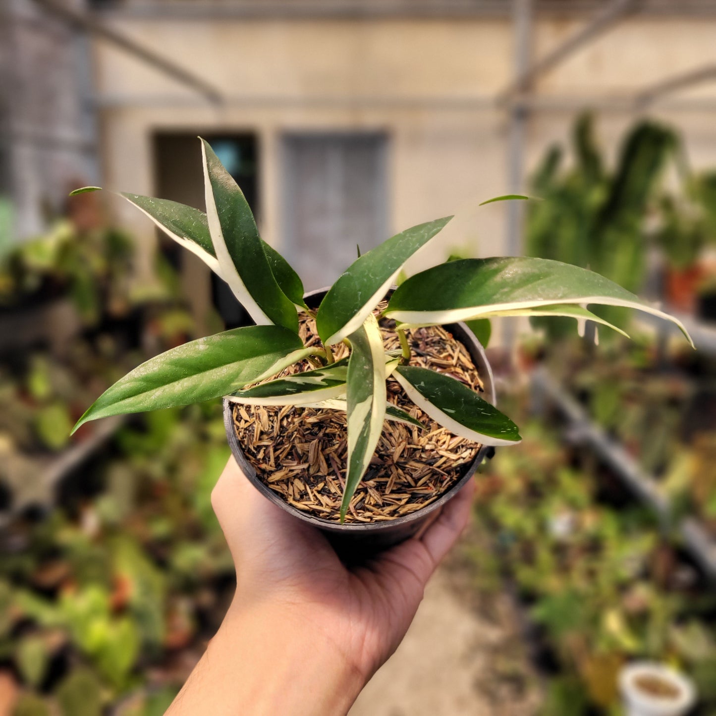 Rhaphidophora Rubiscot — rare Indonesian plant