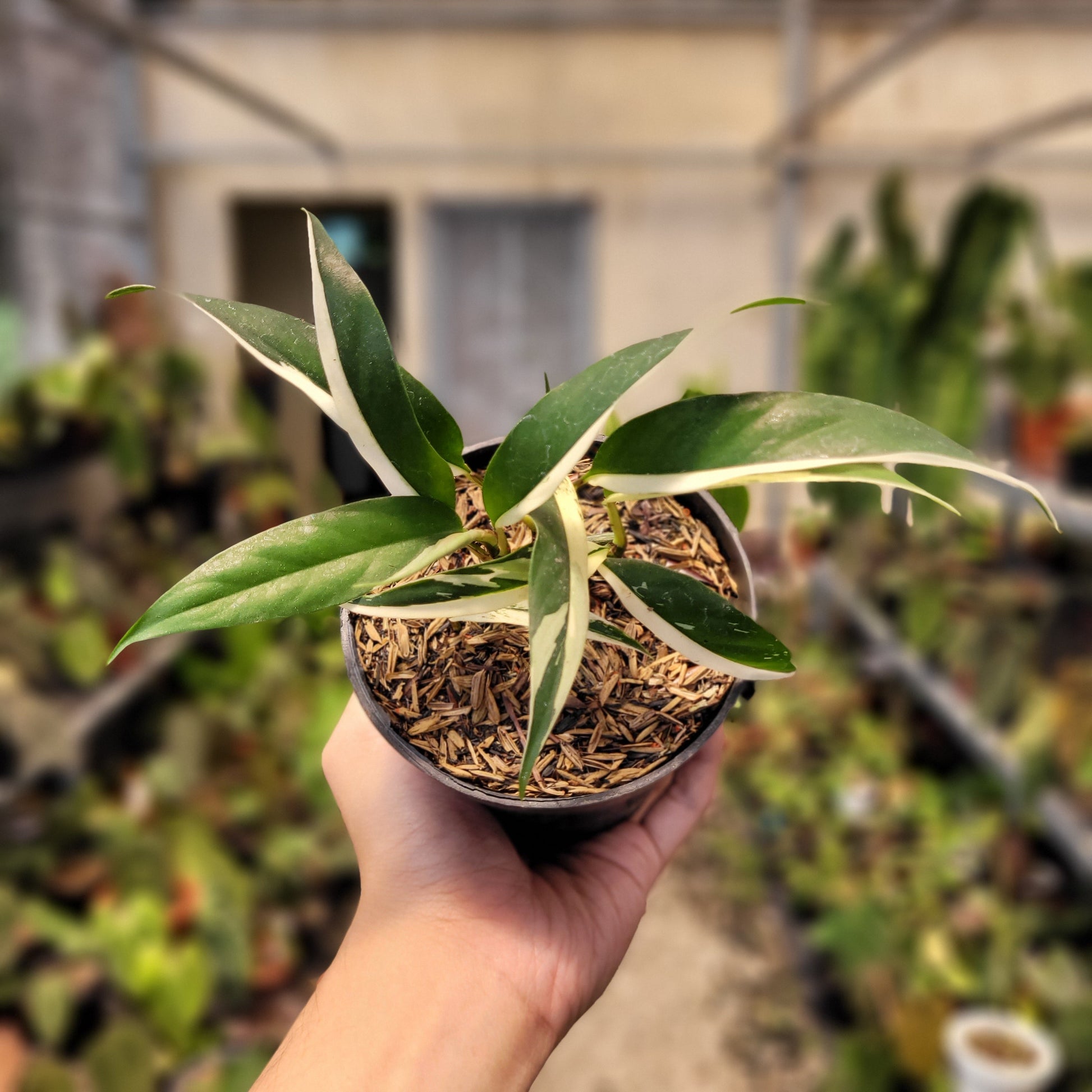 Rhaphidophora Rubiscot — rare Indonesian plant