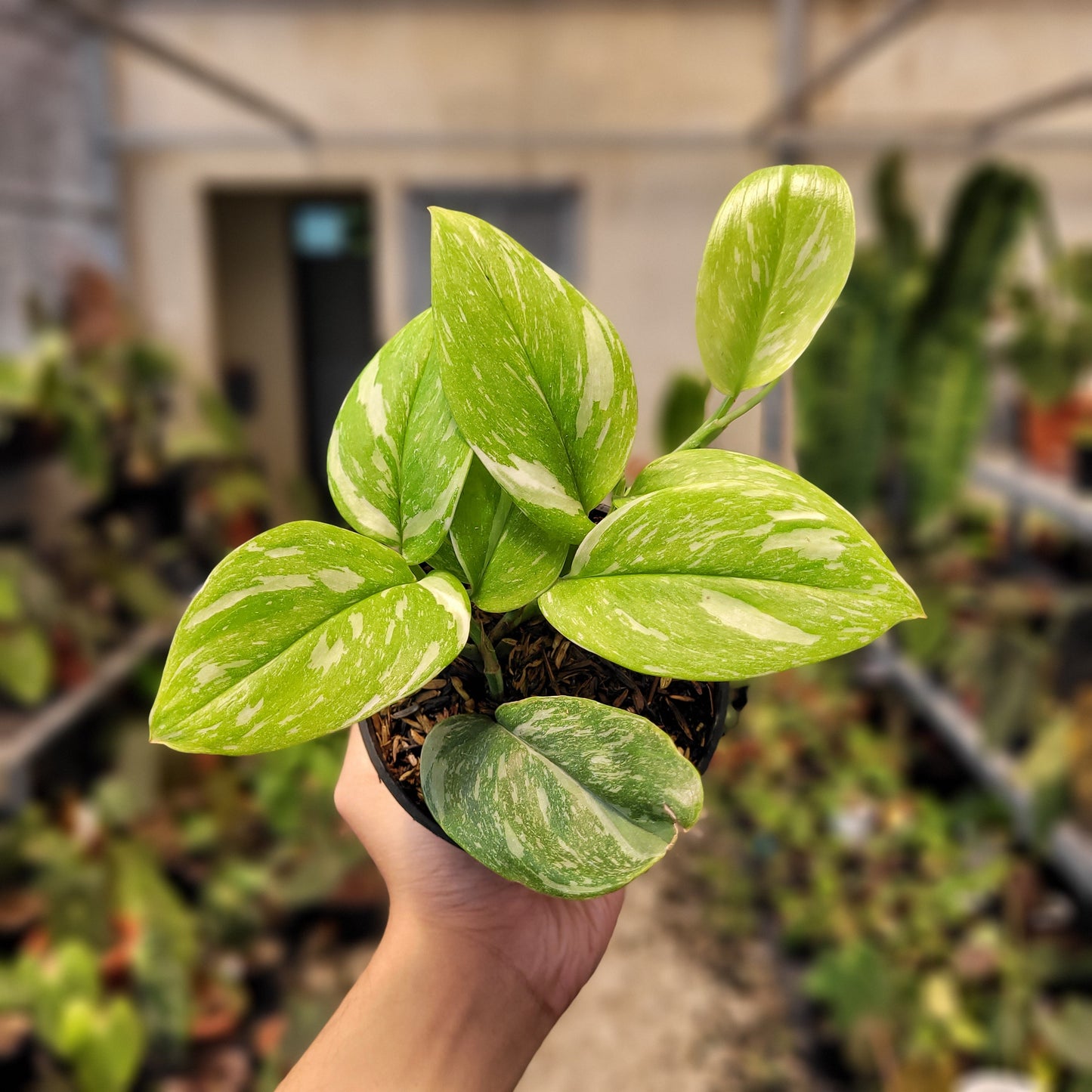 Scindapsus Moonlight Marble — rare Indonesian plant