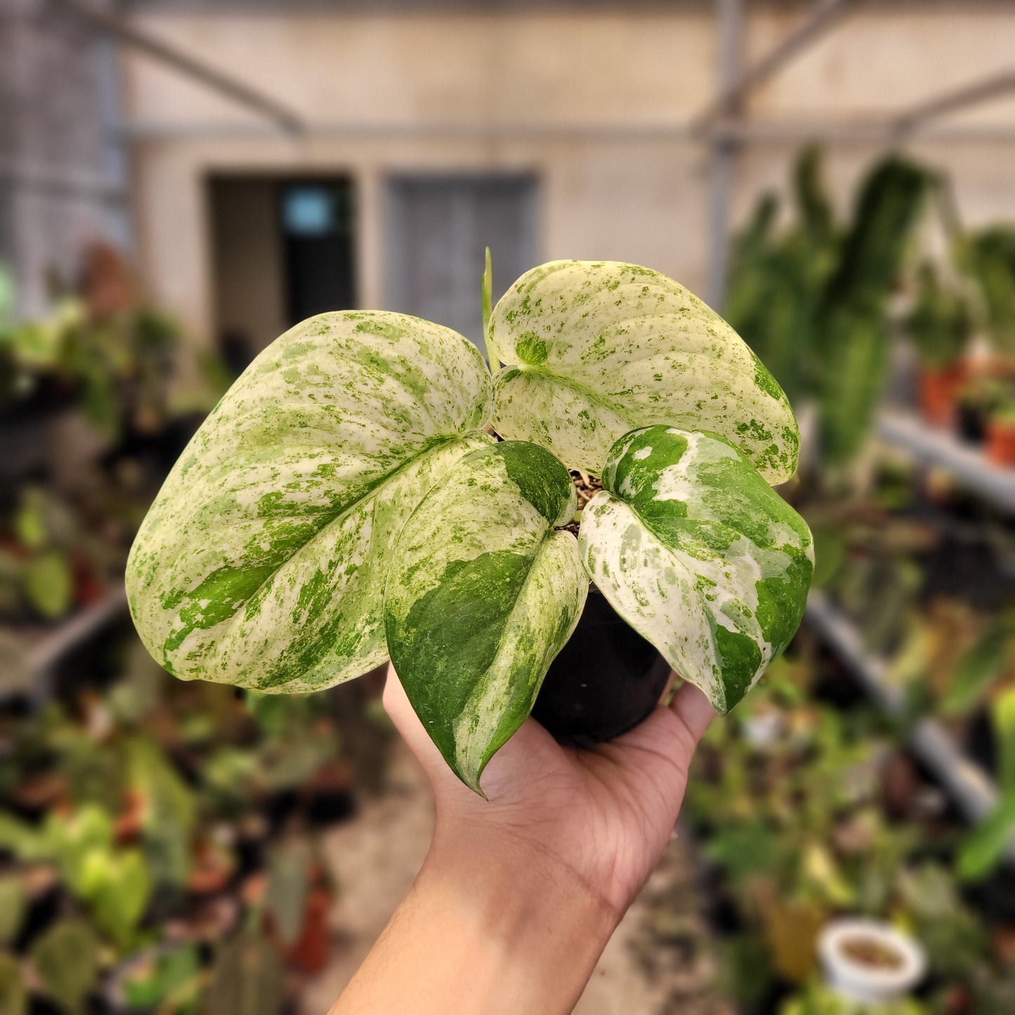 Scindapsus Cream Blue — rare Indonesian plant
