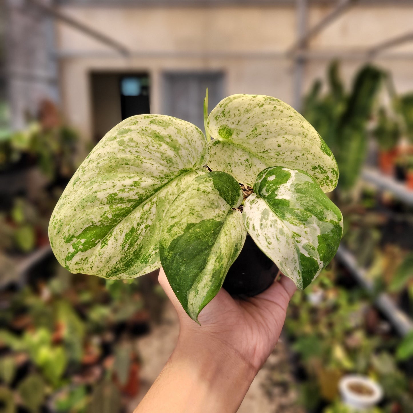 Scindapsus Cream Blue — photo 2