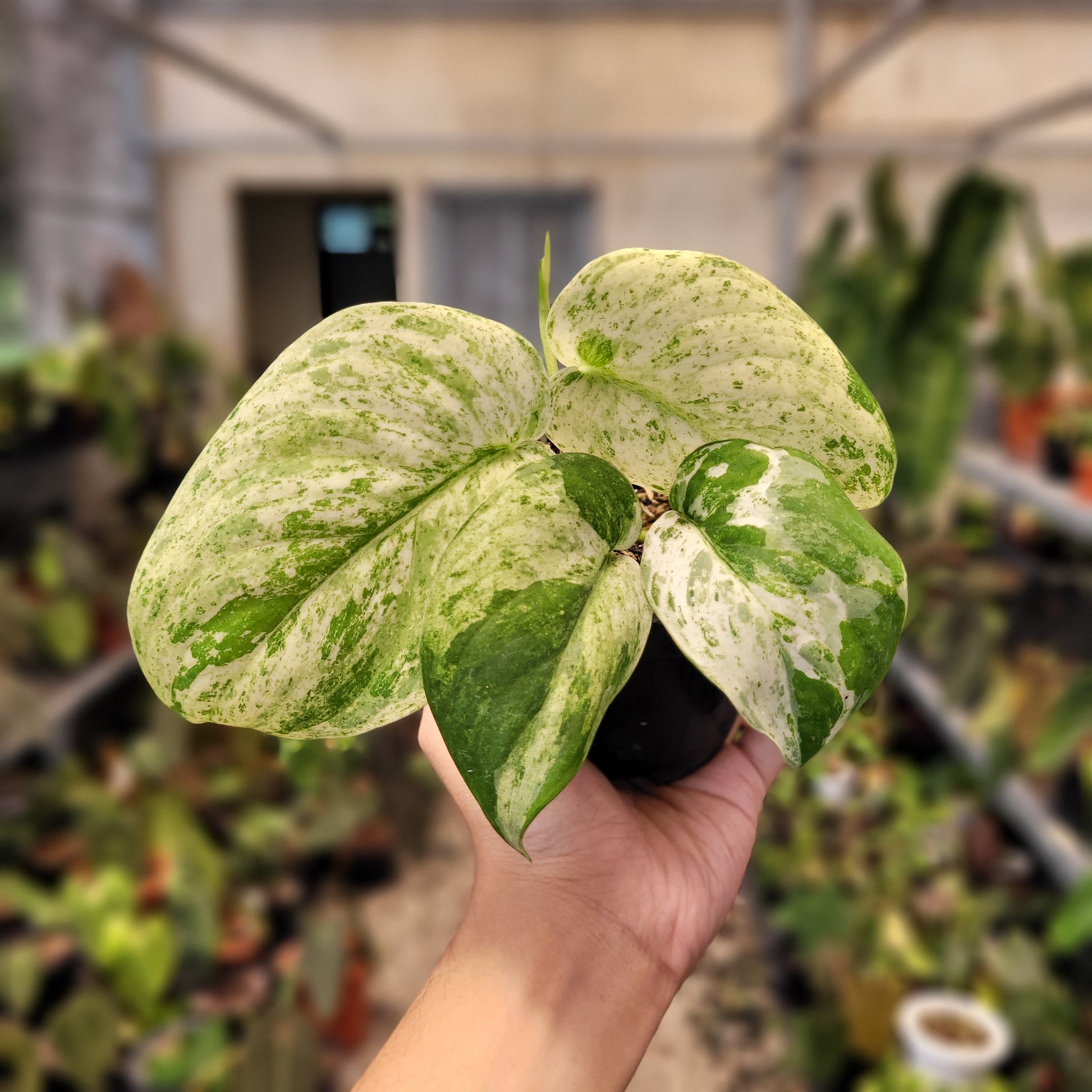 Scindapsus Cream Blue — photo 2