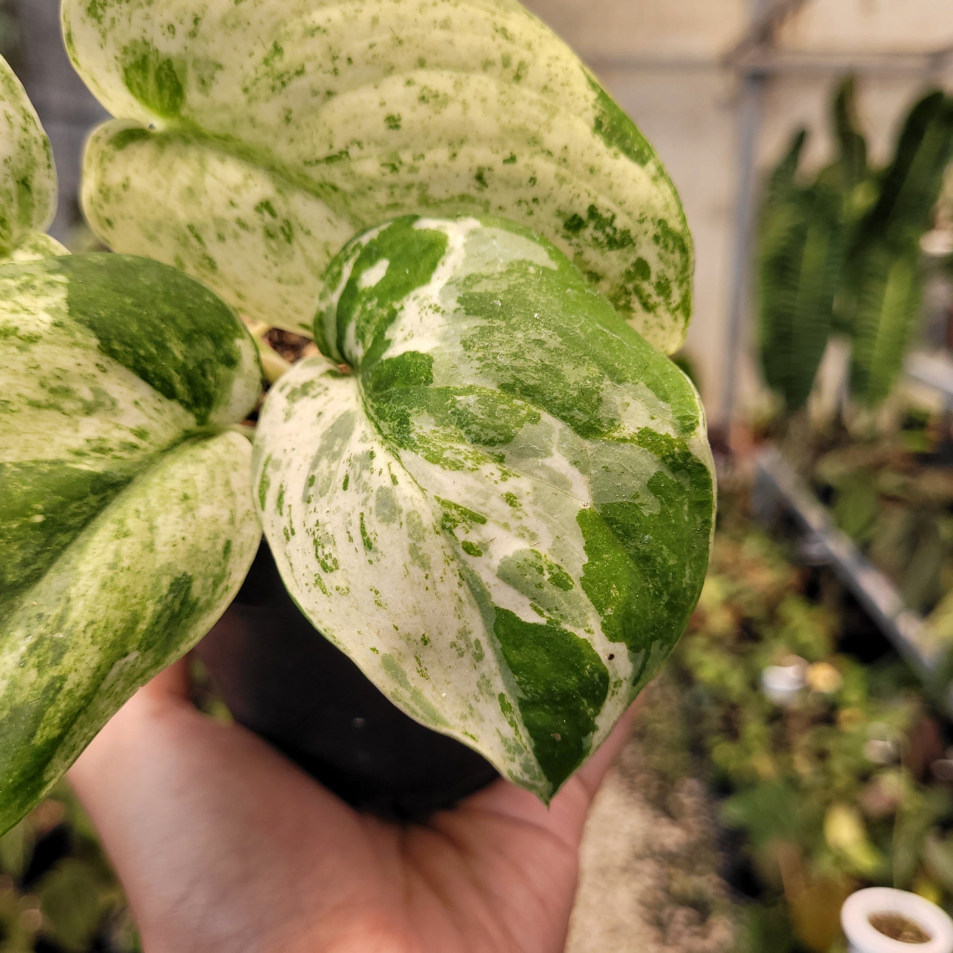 Scindapsus Cream Blue — photo 3