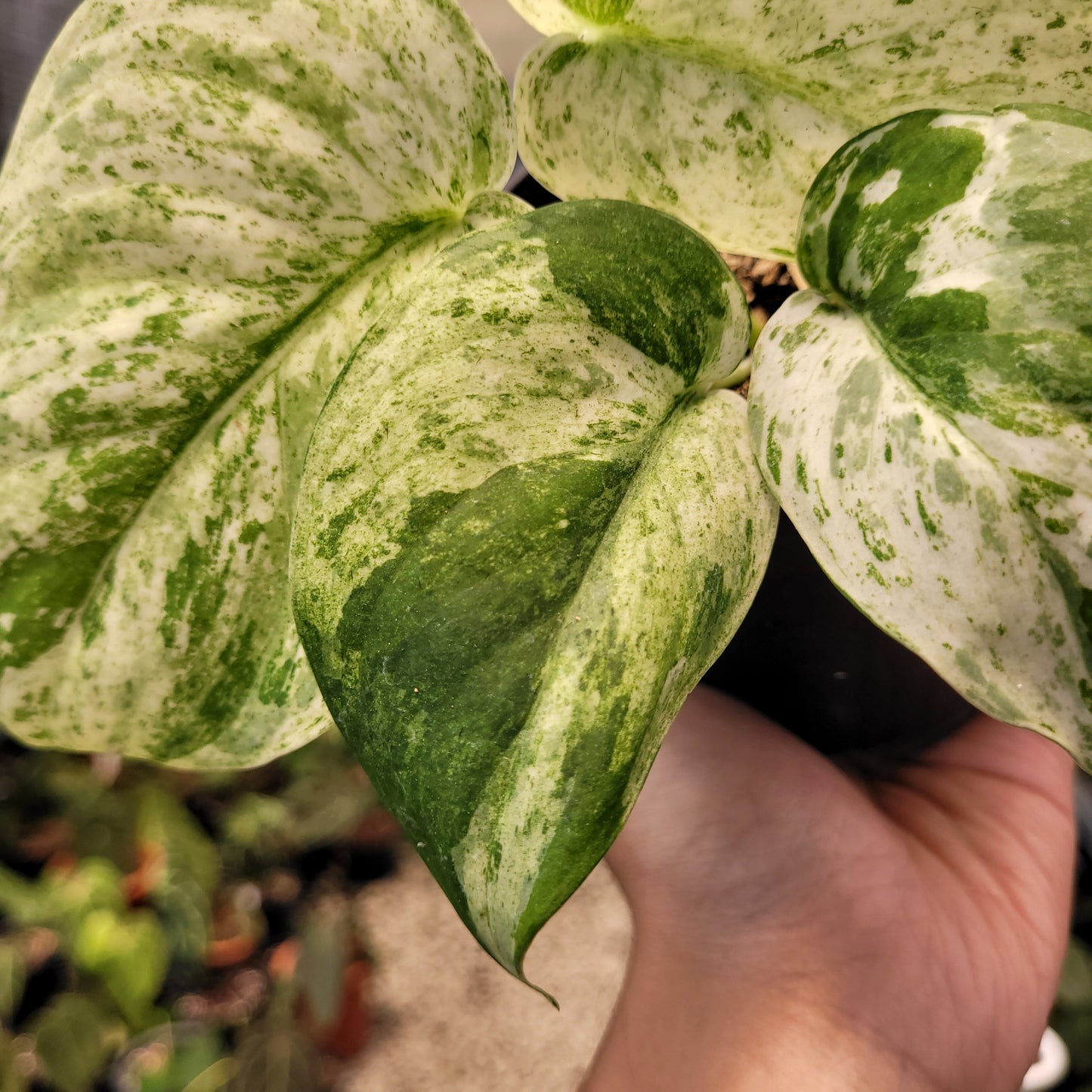 Scindapsus Cream Blue — photo 4