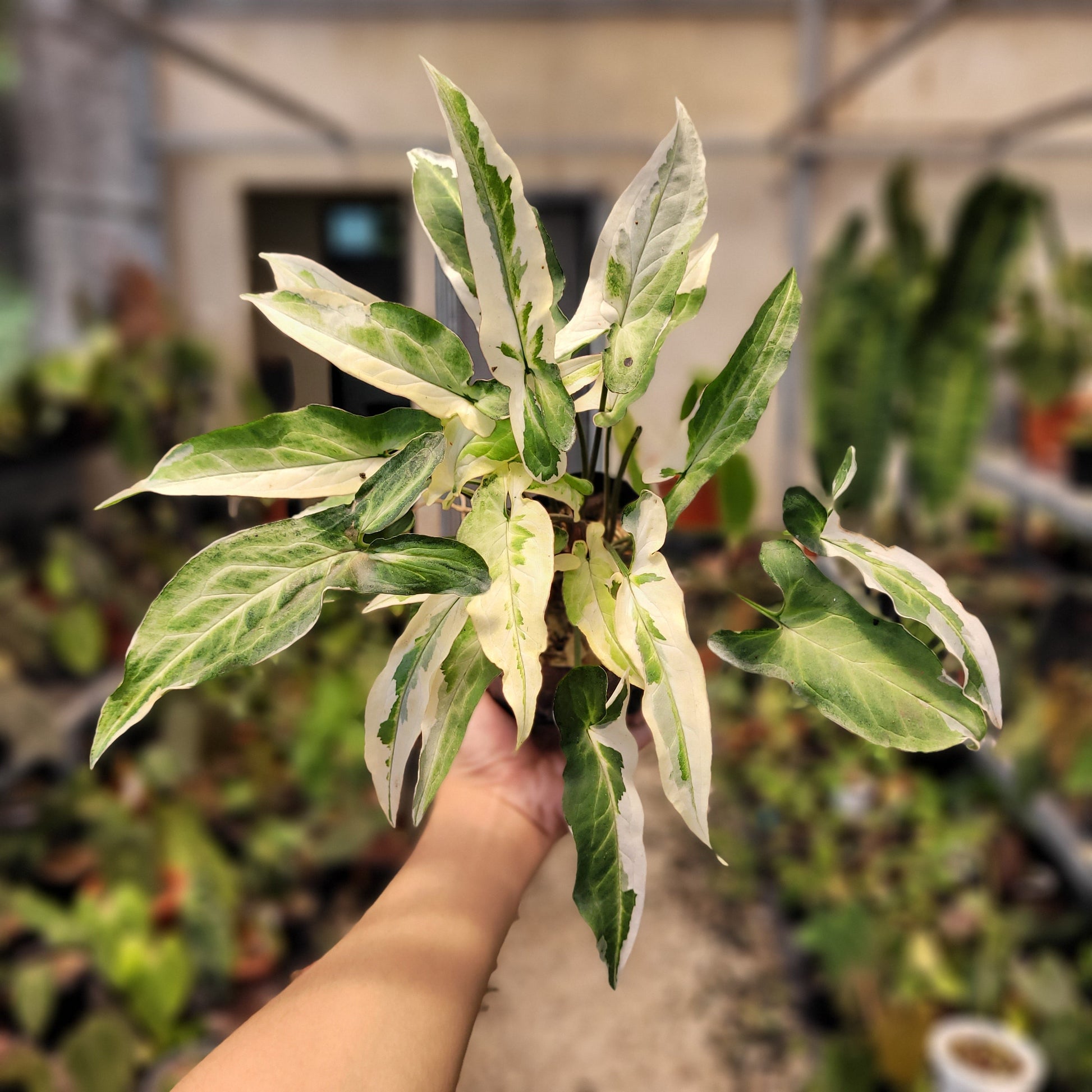 Syngonium Star Light — rare Indonesian plant