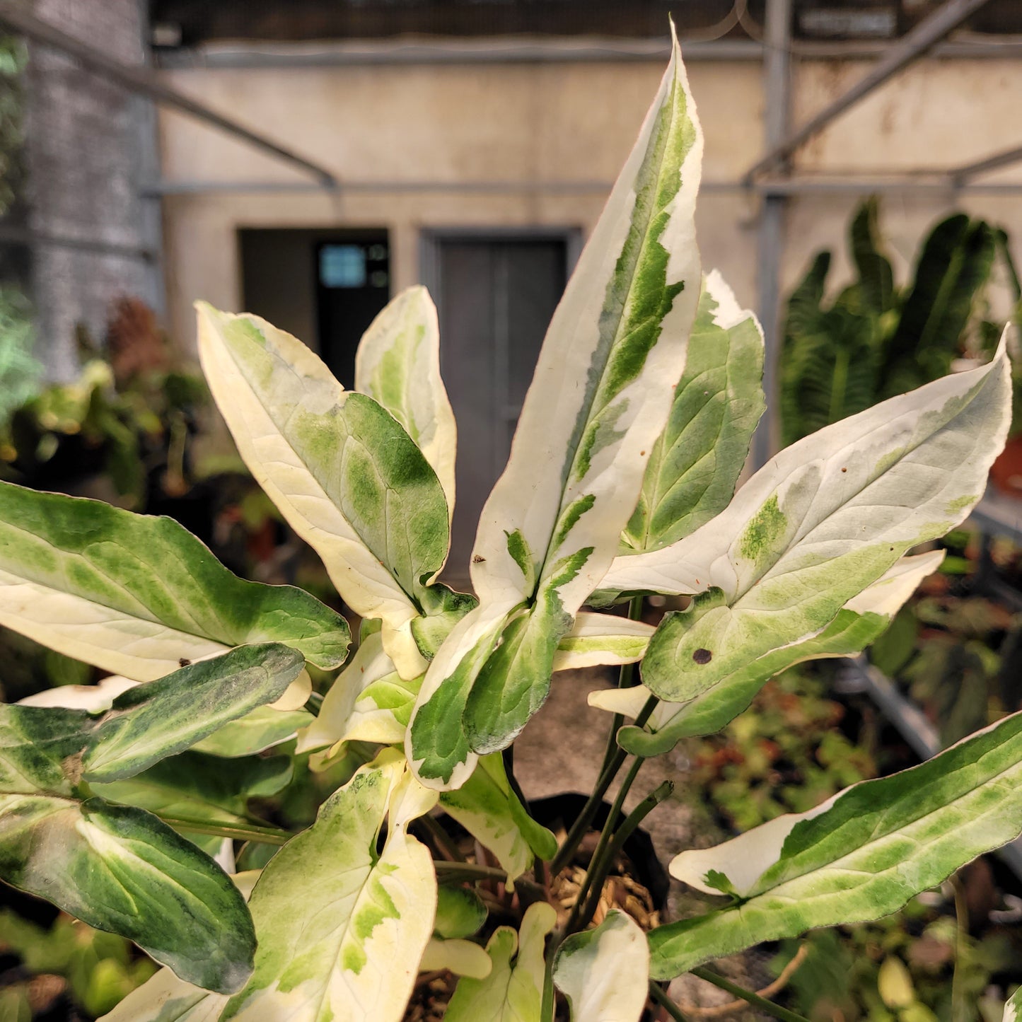 Syngonium Star Light — photo 2