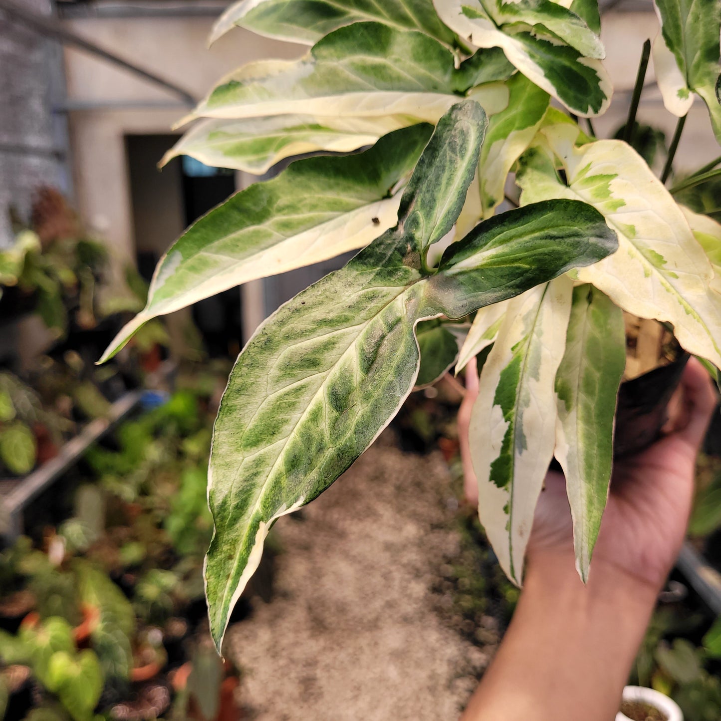 Syngonium Star Light — photo 3