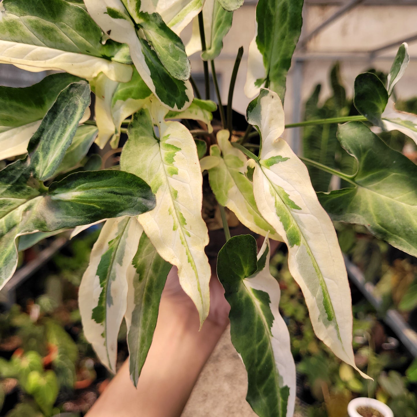 Syngonium Star Light — photo 4