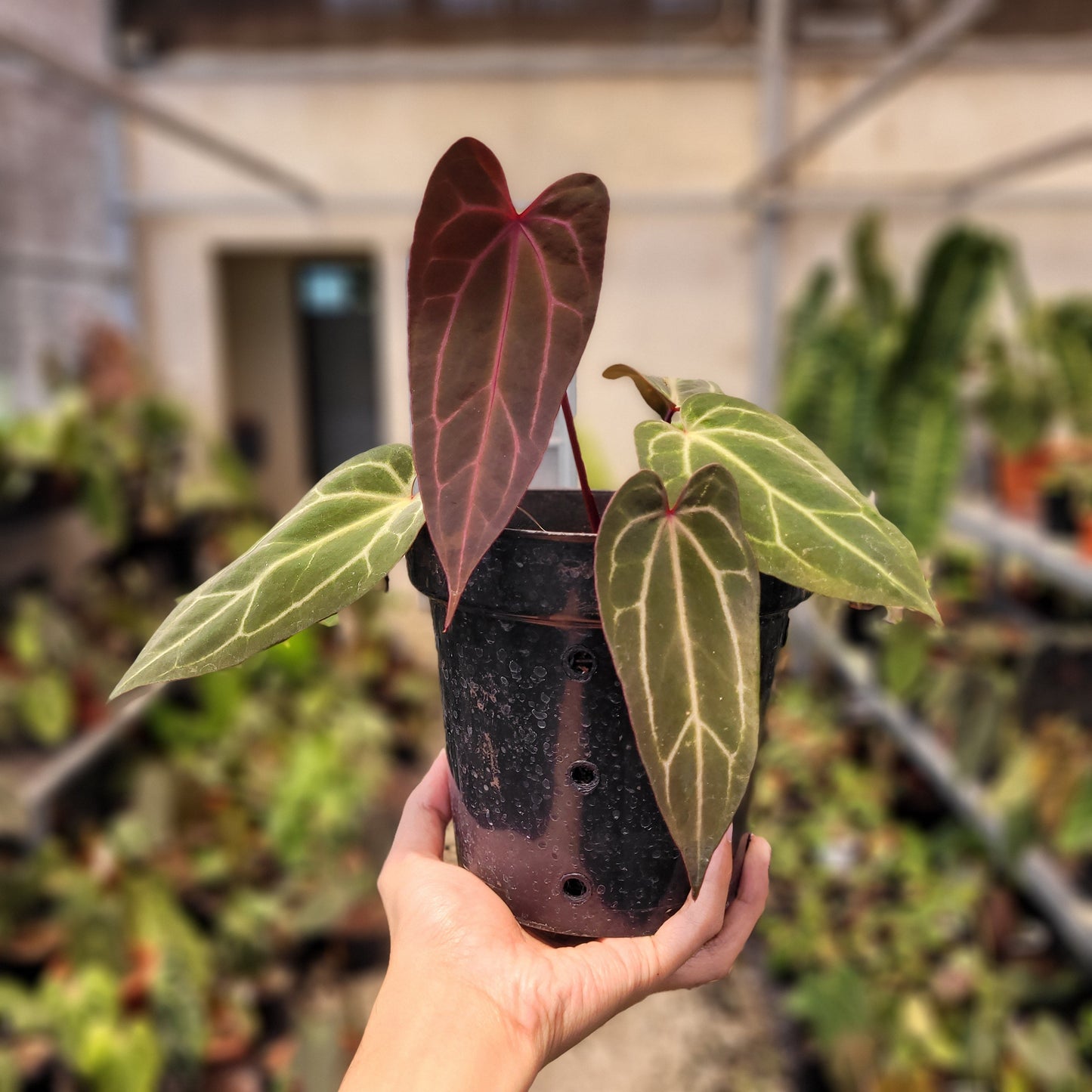 Anthurium BVIT x (Zara x Michelle) — rare Indonesian plant