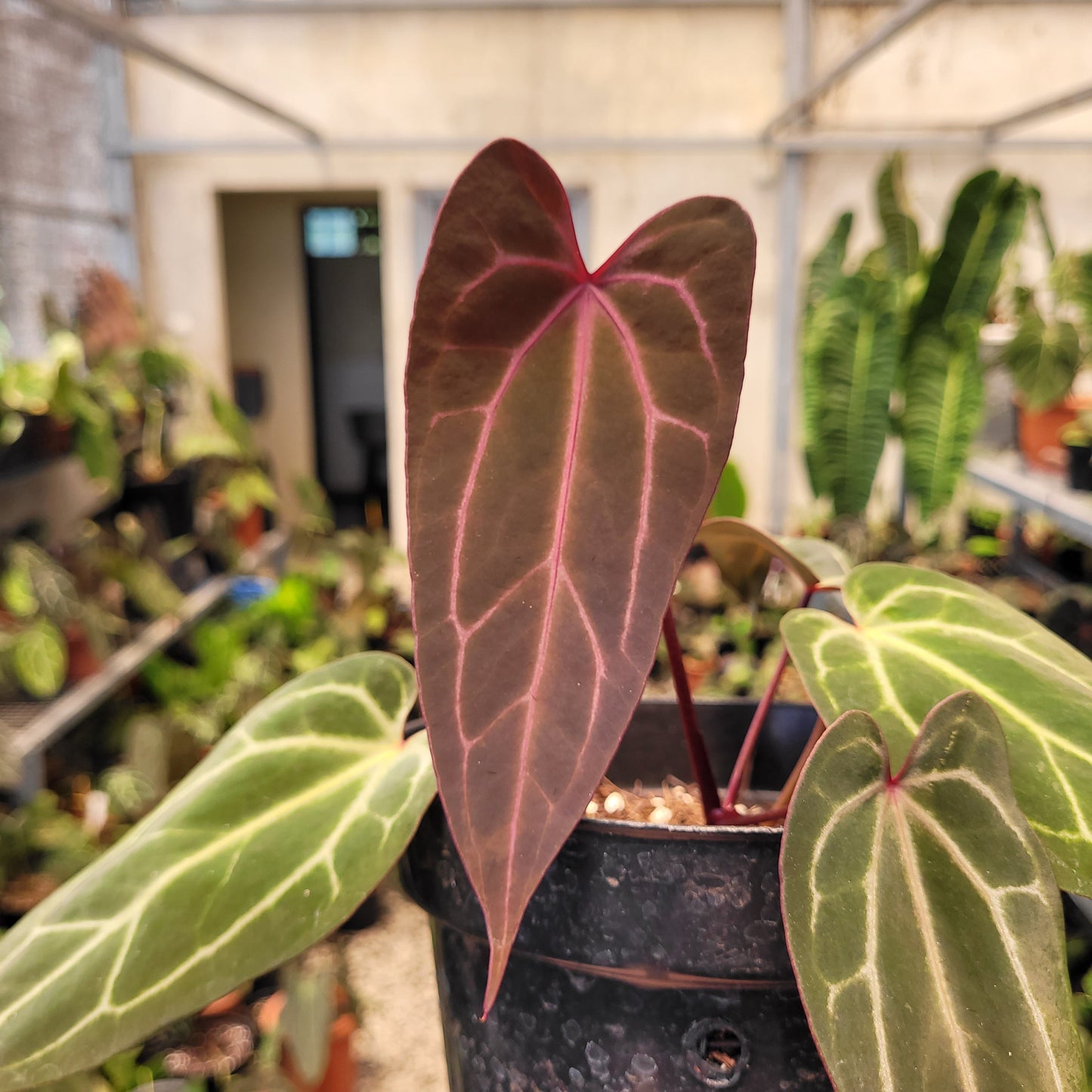 Anthurium BVIT x (Zara x Michelle) — photo 2