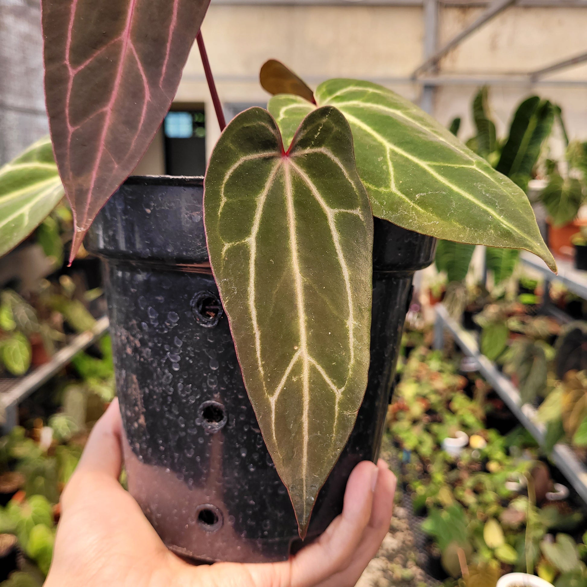 Anthurium BVIT x (Zara x Michelle) — photo 3