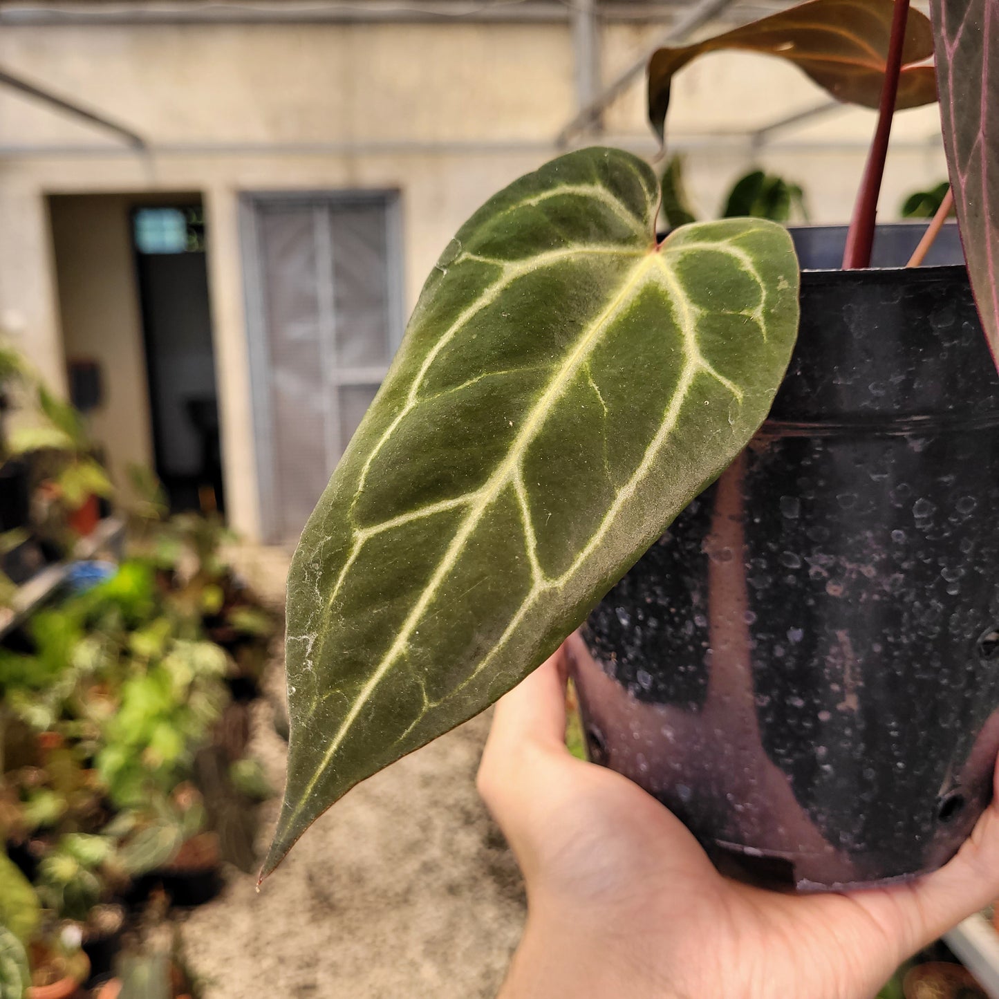 Anthurium BVIT x (Zara x Michelle) — photo 4