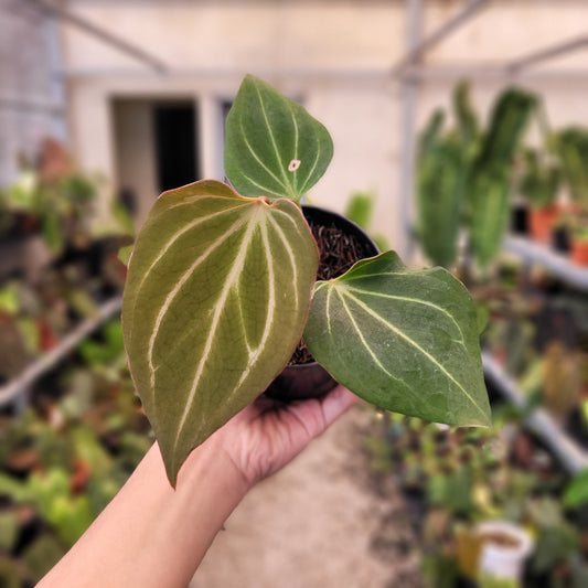 Anthurium King of Spades Butterfly — rare Indonesian plant