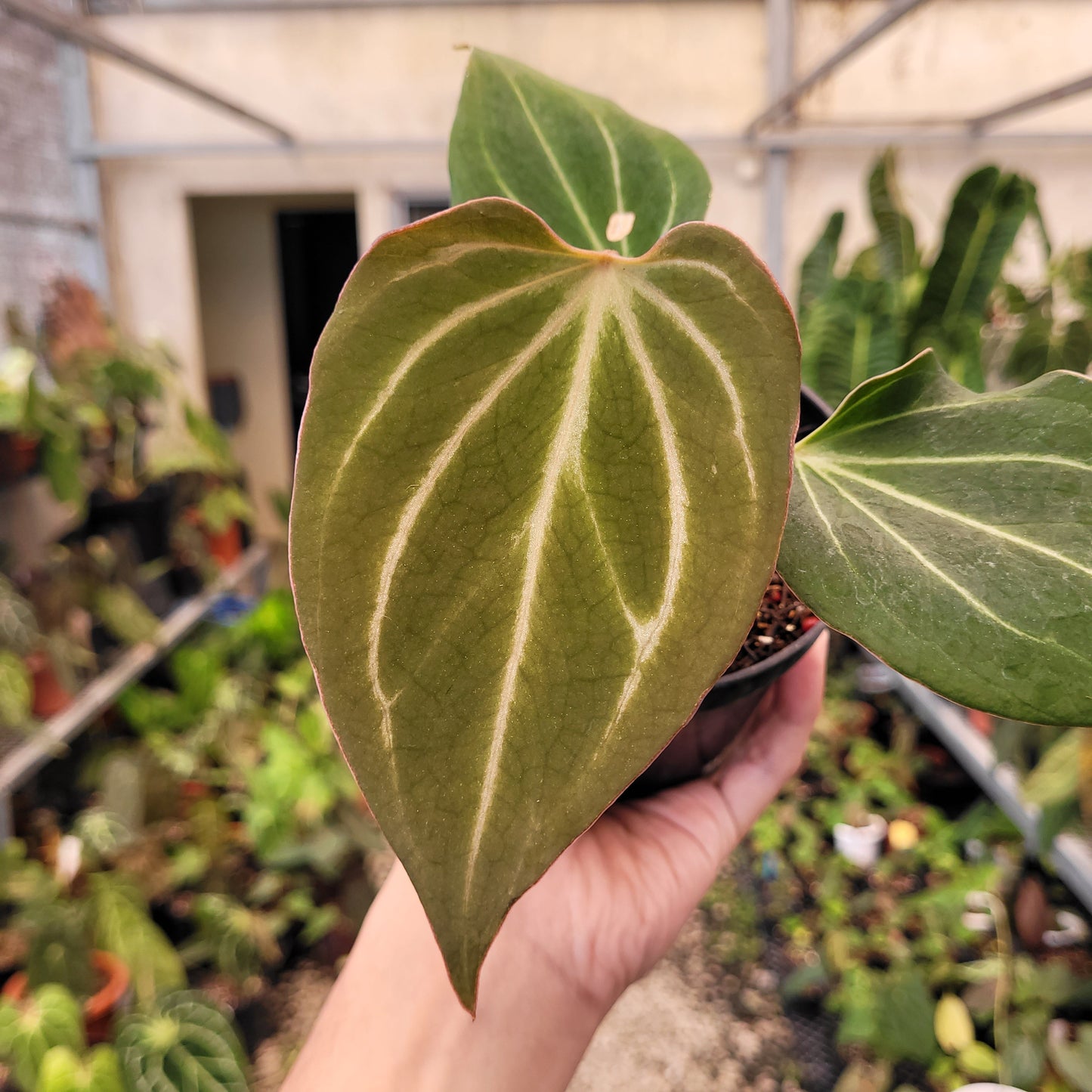 Anthurium King of Spades Butterfly — photo 2