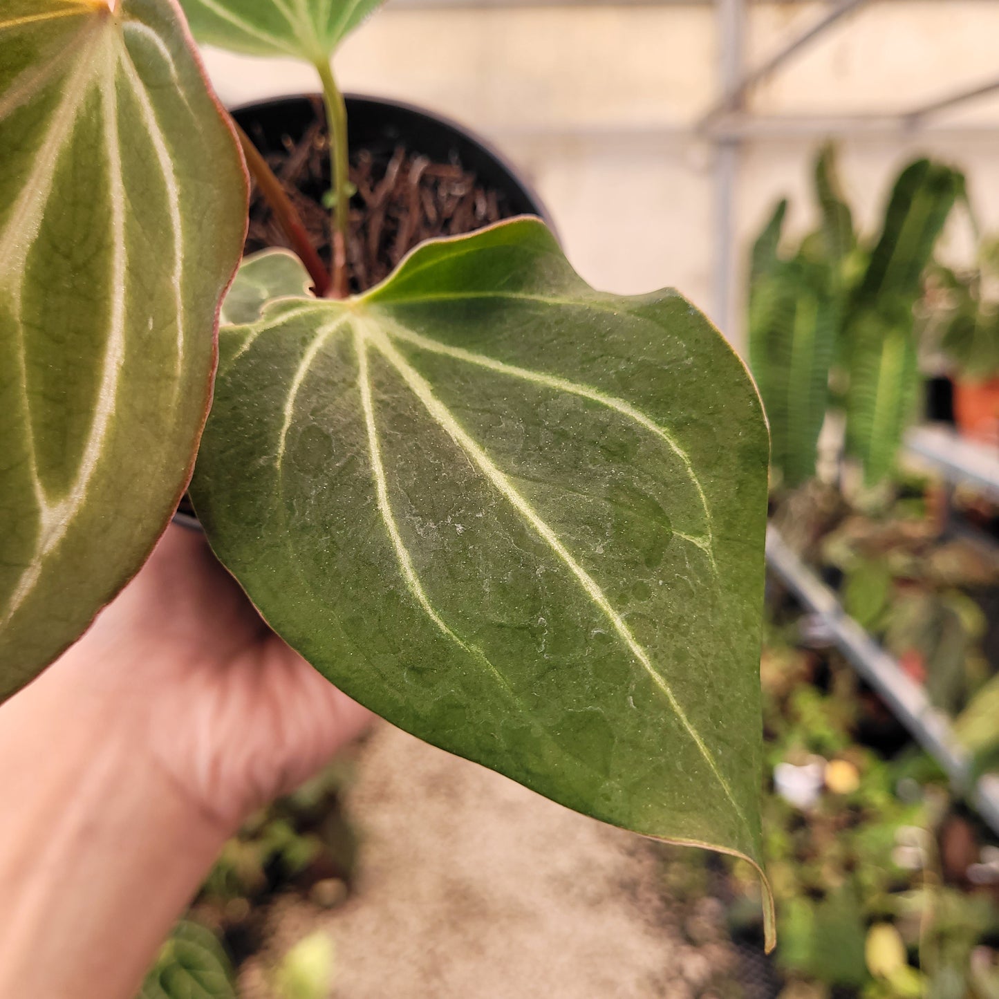 Anthurium King of Spades Butterfly — photo 3