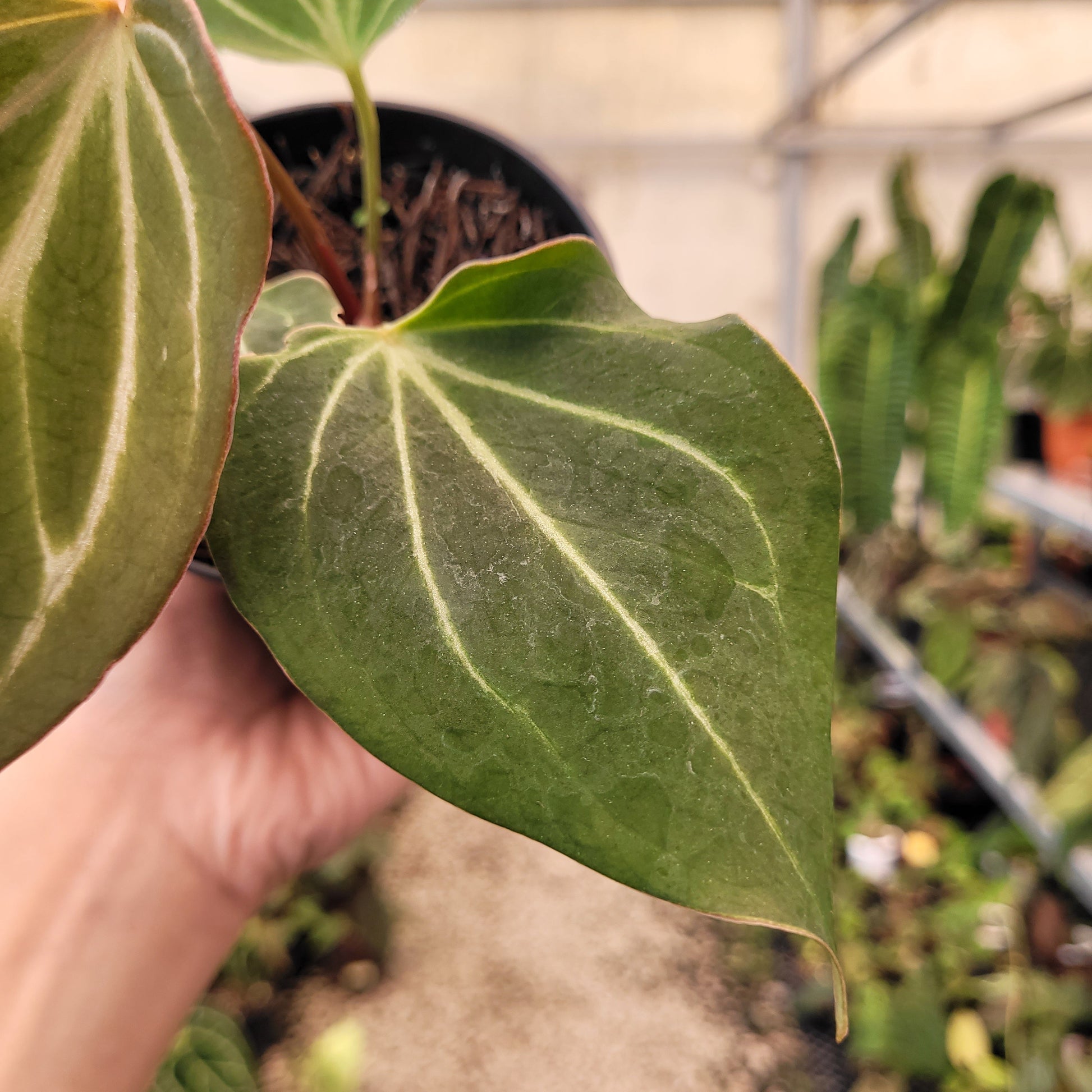 Anthurium King of Spades Butterfly — photo 3