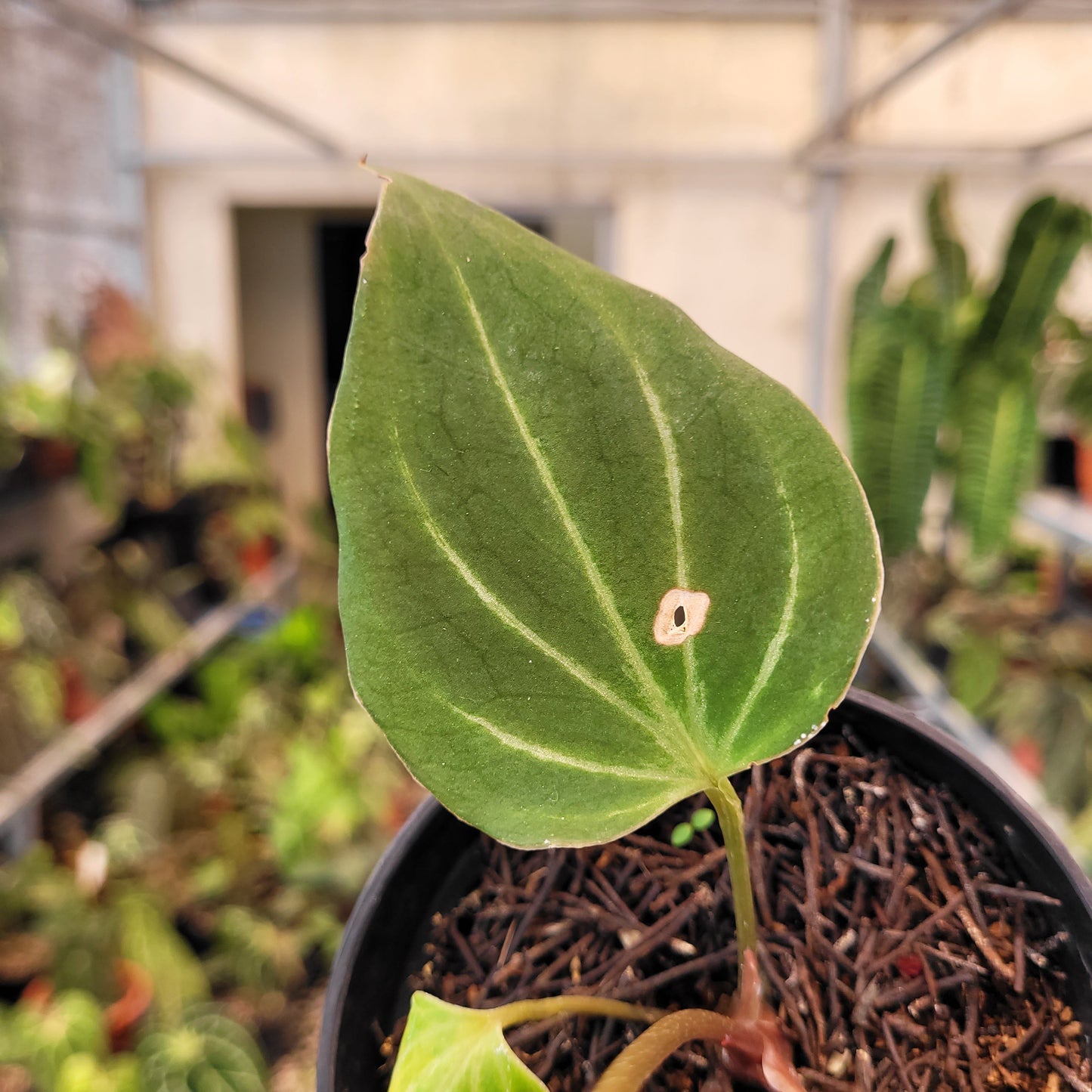 Anthurium King of Spades Butterfly — photo 4