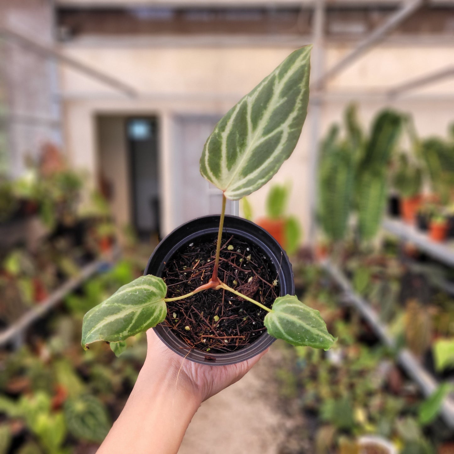 Anthurium Silver Tiger x (KOS x RC) — rare Indonesian plant