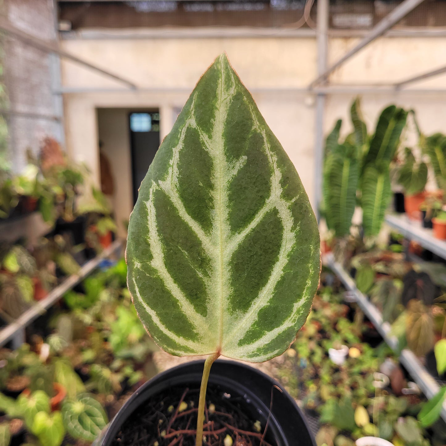 Anthurium Silver Tiger x (KOS x RC) — photo 2