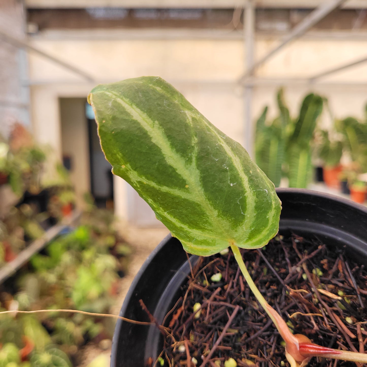 Anthurium Silver Tiger x (KOS x RC) — photo 3