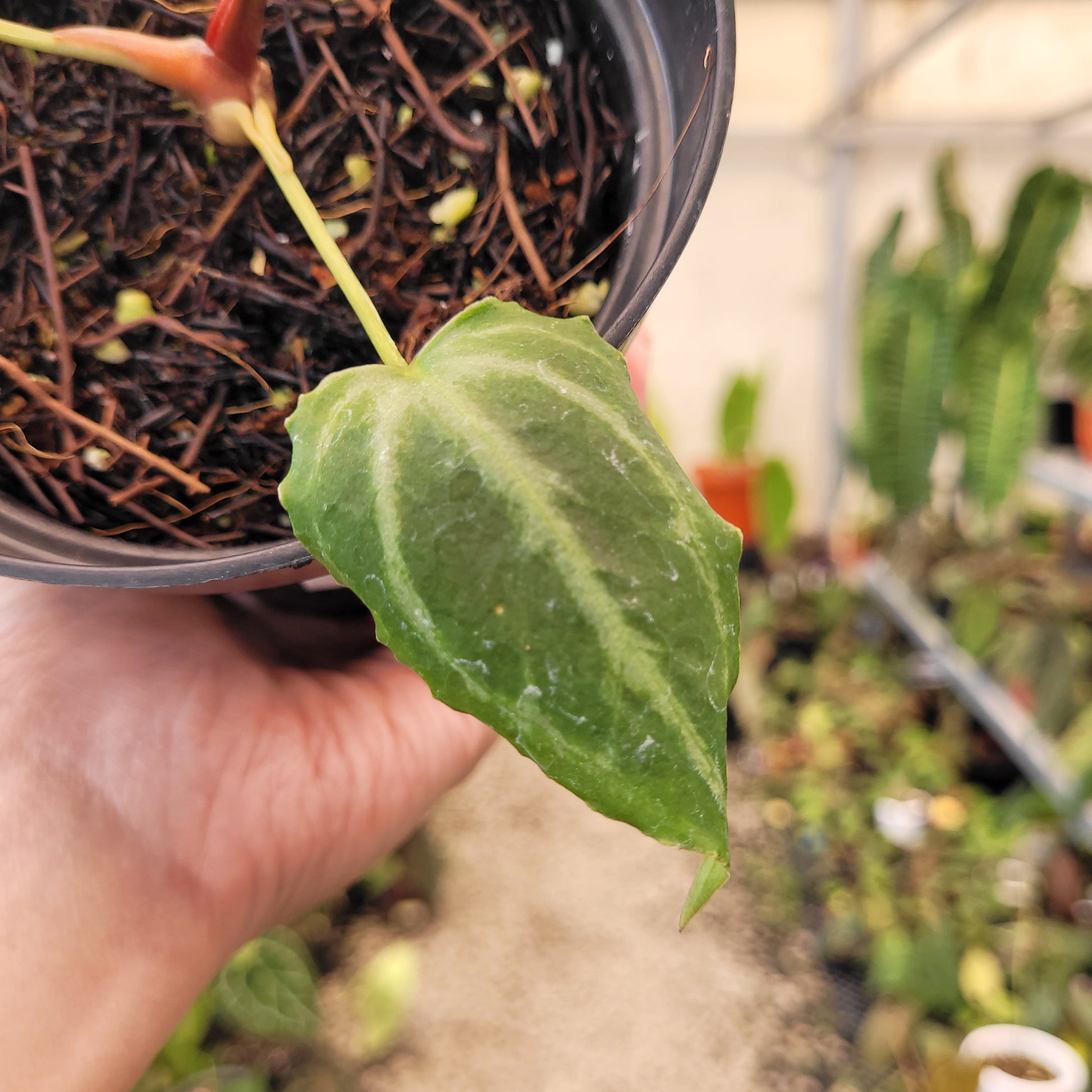 Anthurium Silver Tiger x (KOS x RC) — photo 4